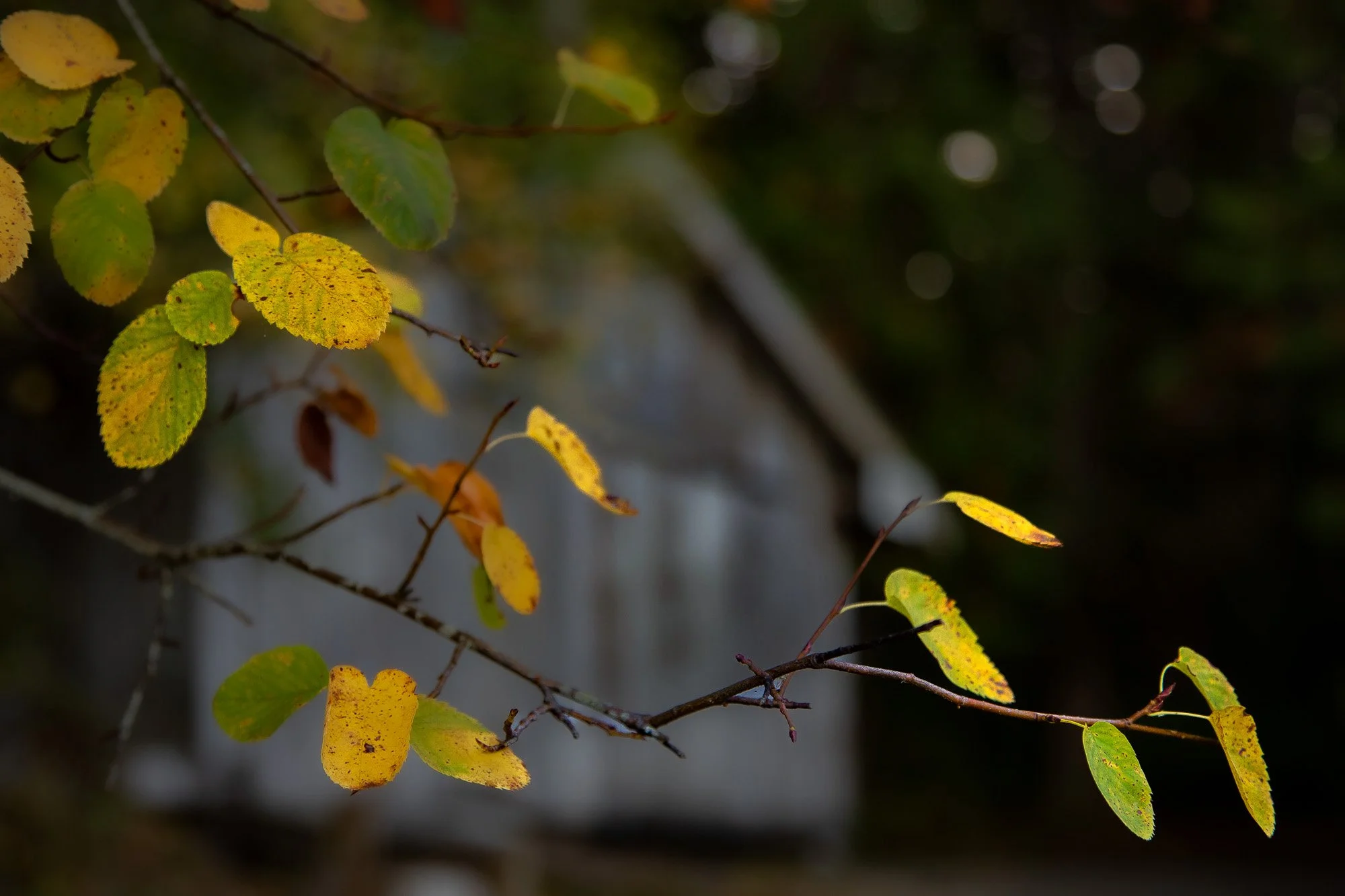 Moorecroft Park Fall Foliage