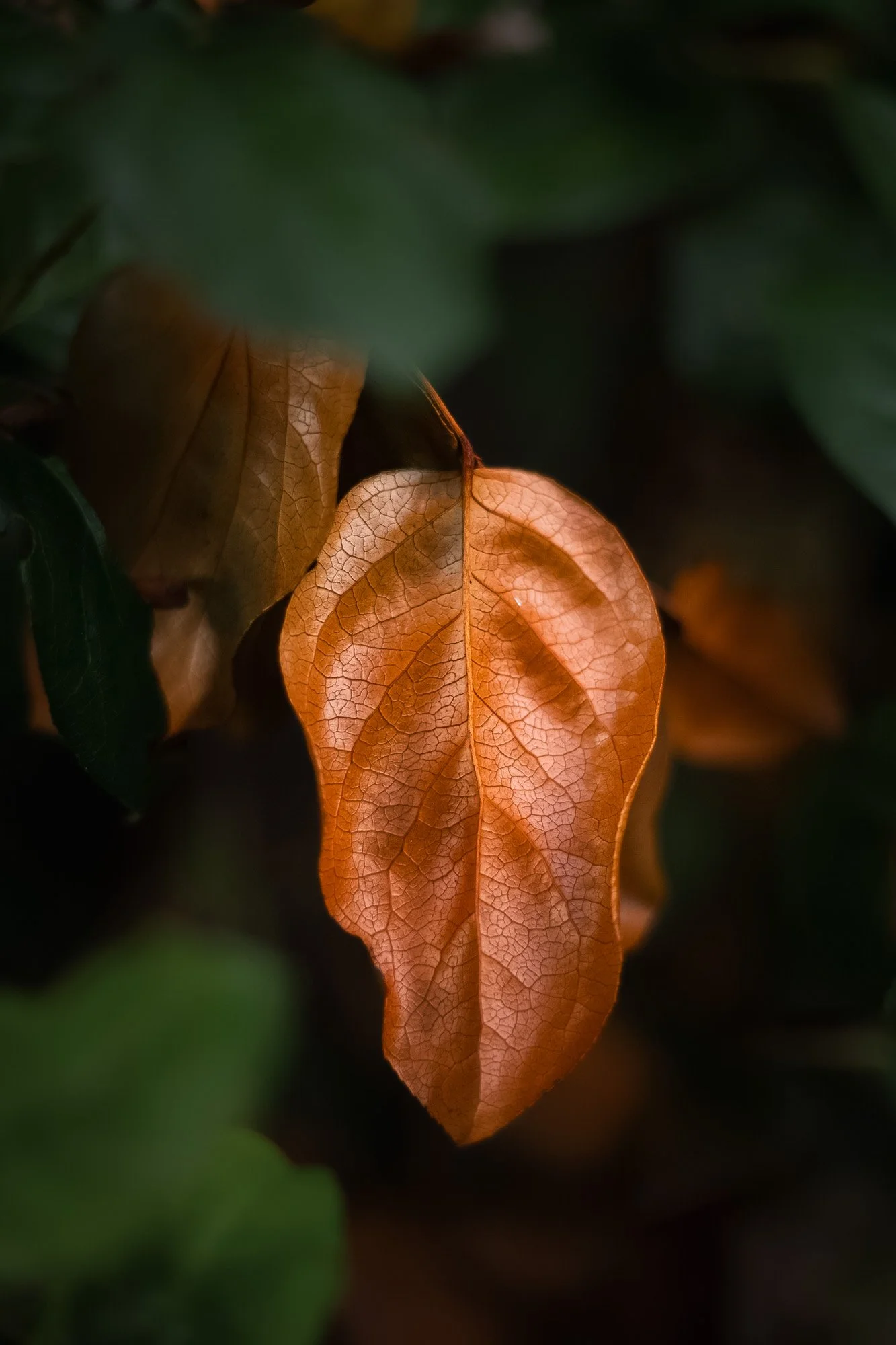 Orange persimmon leaf Vancouver Island