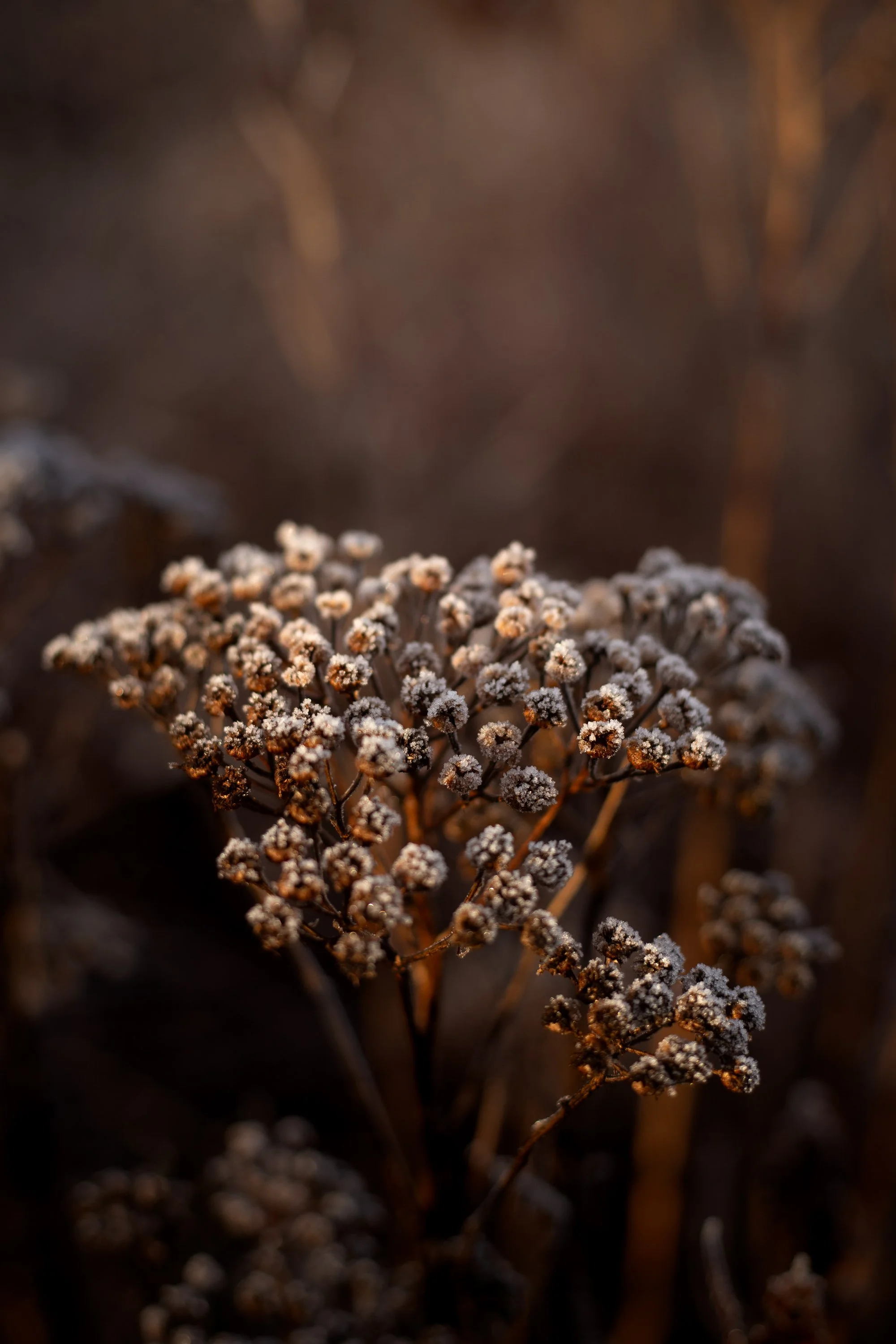 Buttertubs Frost-7802-Edit.JPG