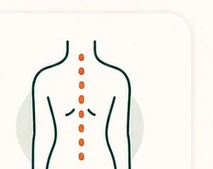 Illustration of posture and spinal alignment