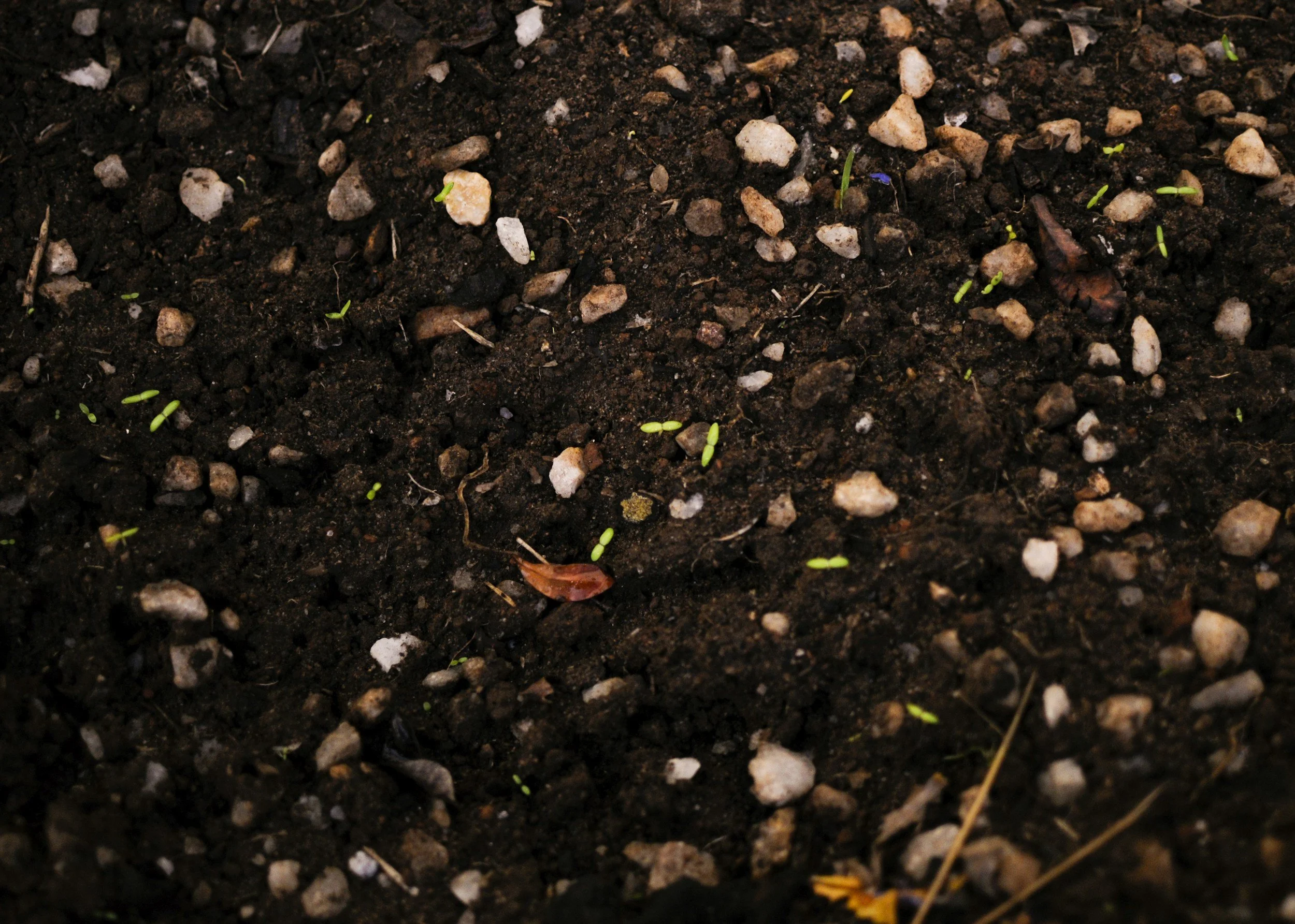 Small green seedlings sprouting from dark, moist soil with rocks and small twigs.