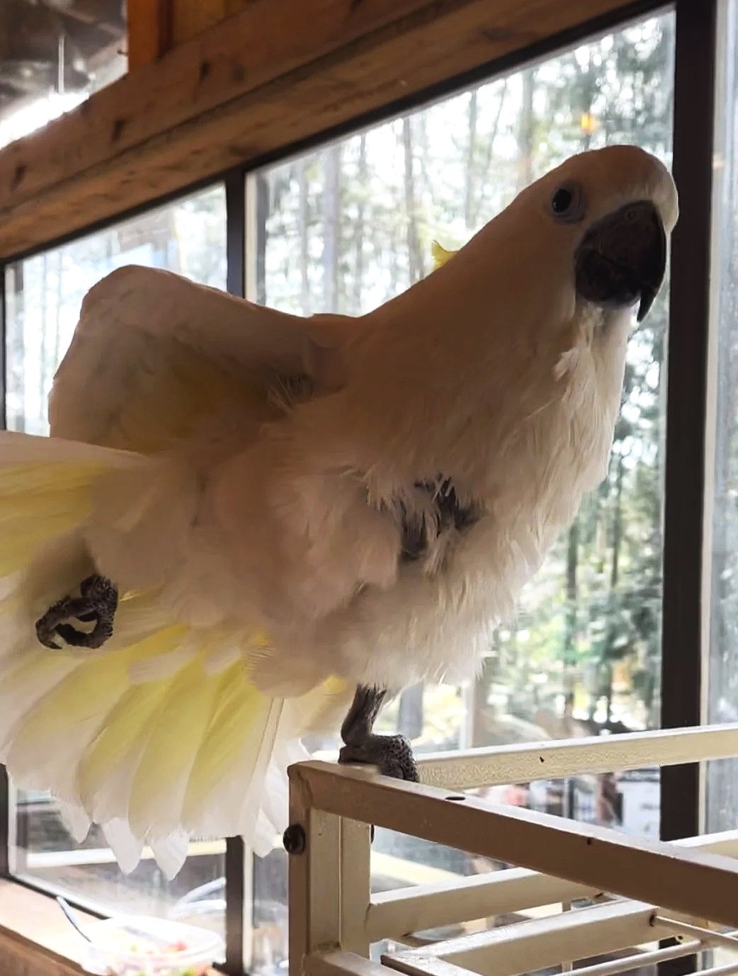 Cinder the Sulphur Cockatoo