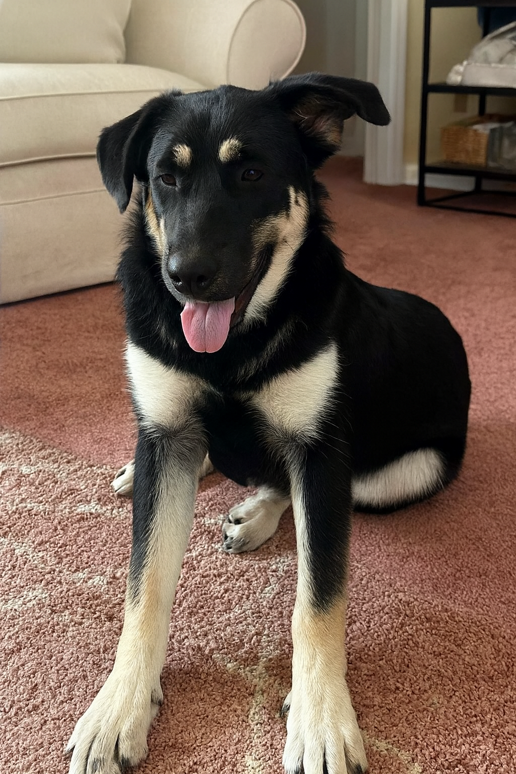 PETS - PUPPY - TITAN sitting.png