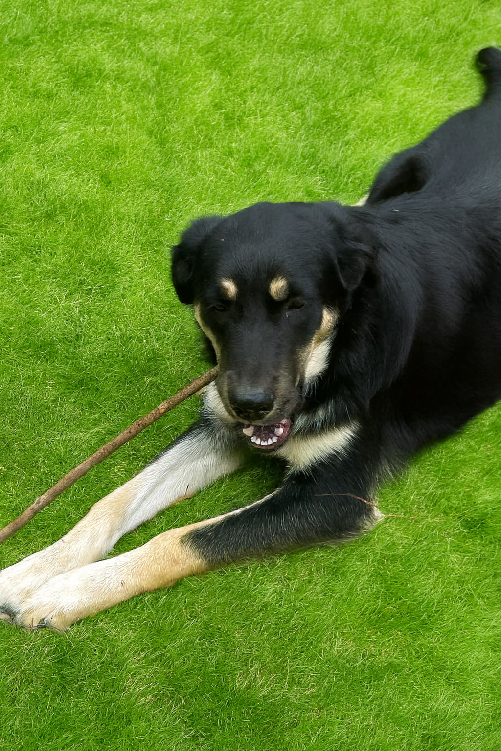 PETS - PUPPY - TITAN with stick.png
