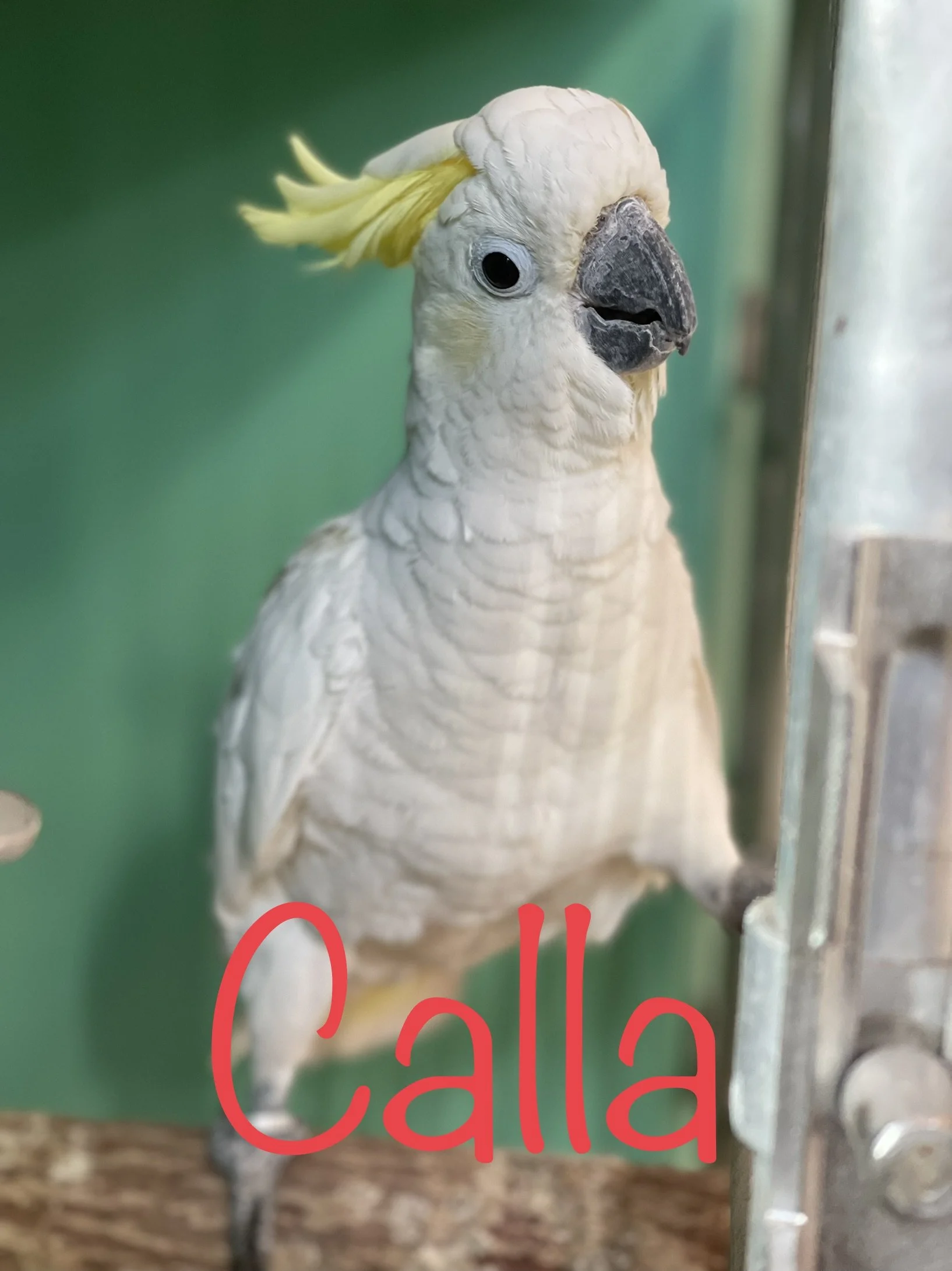Calla The Sulphur Cockatoo