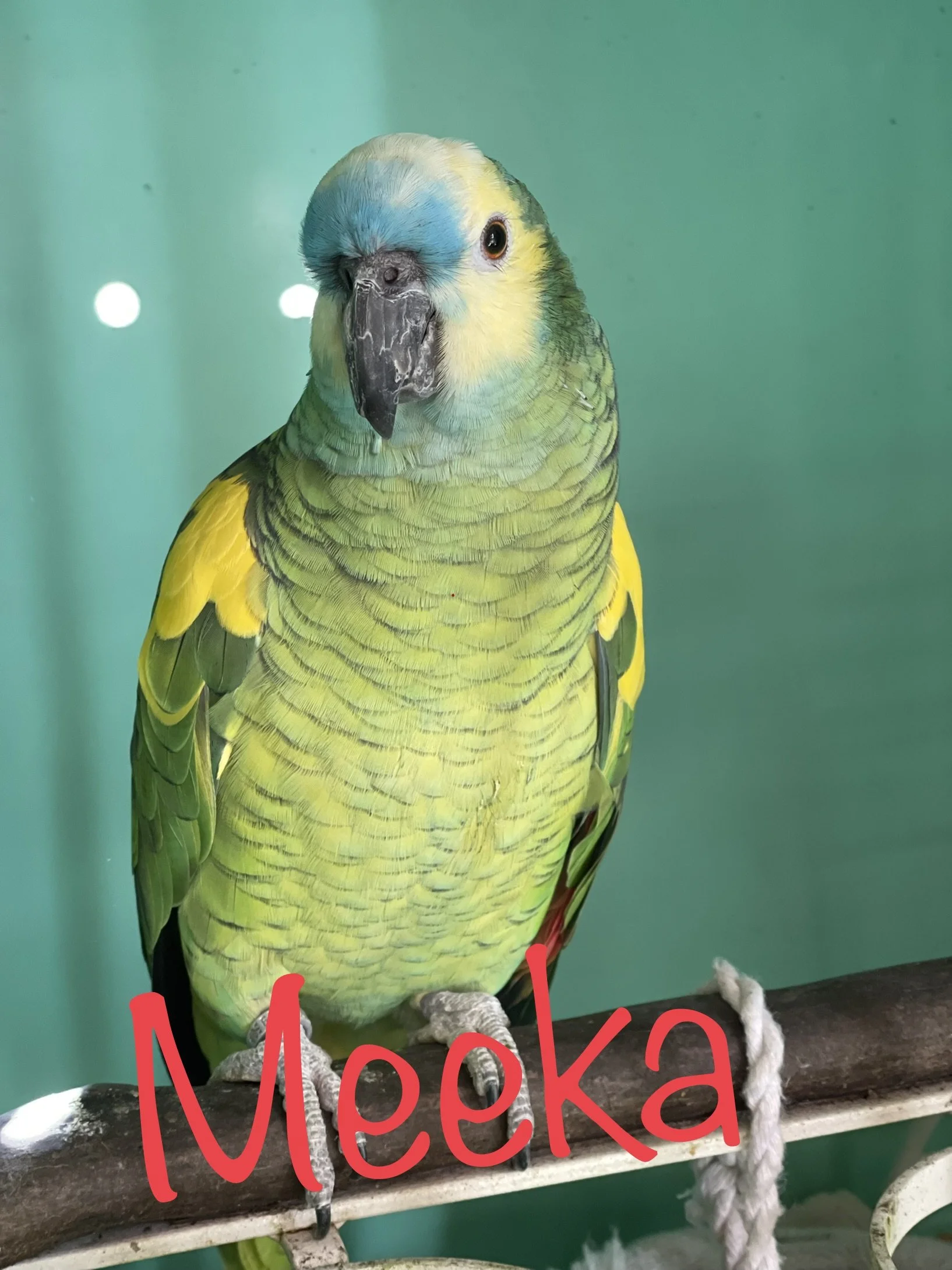 Meeka the Blue Fronted Amazon