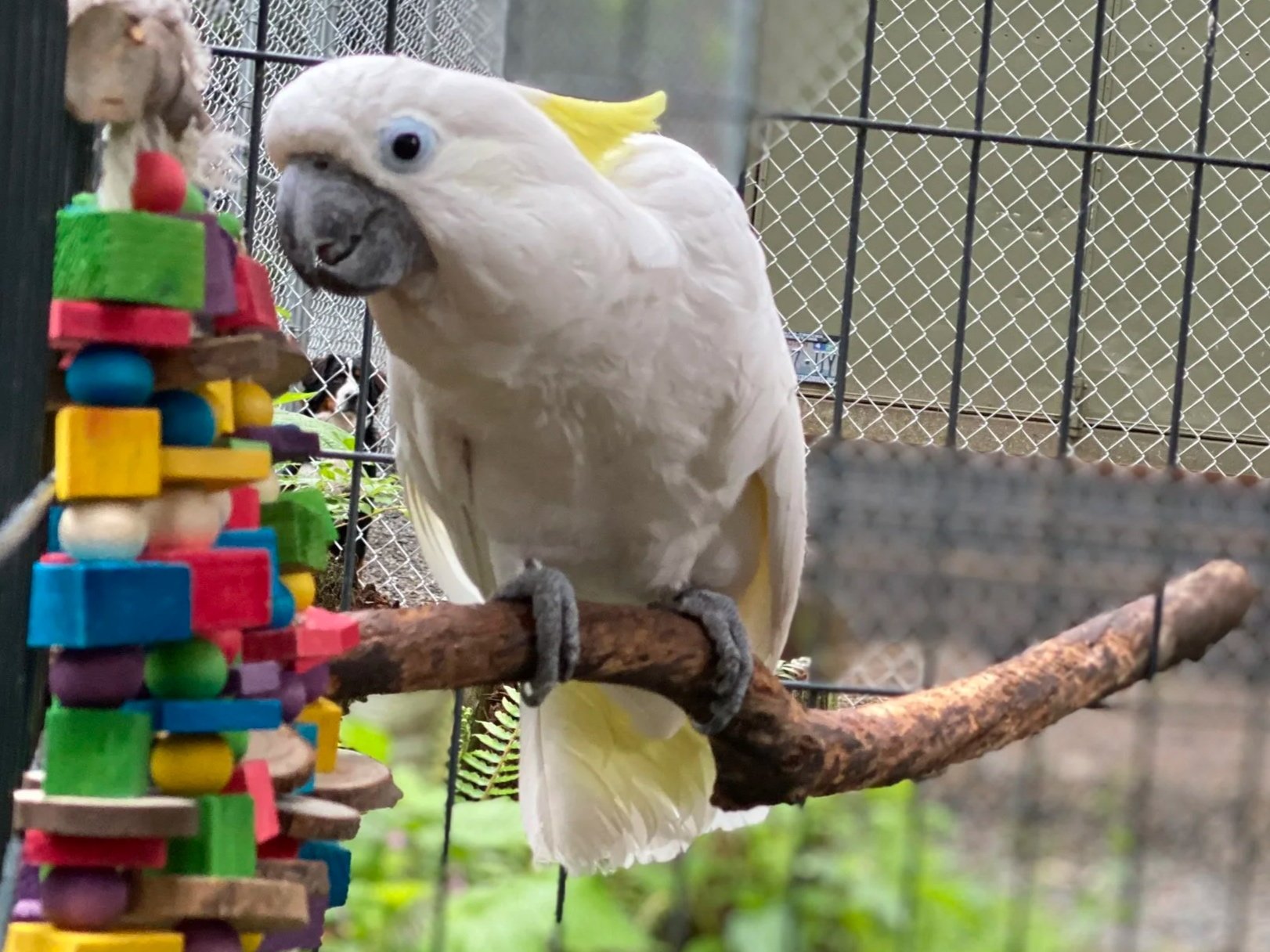 Elloween the Sulphur  Cockatoo