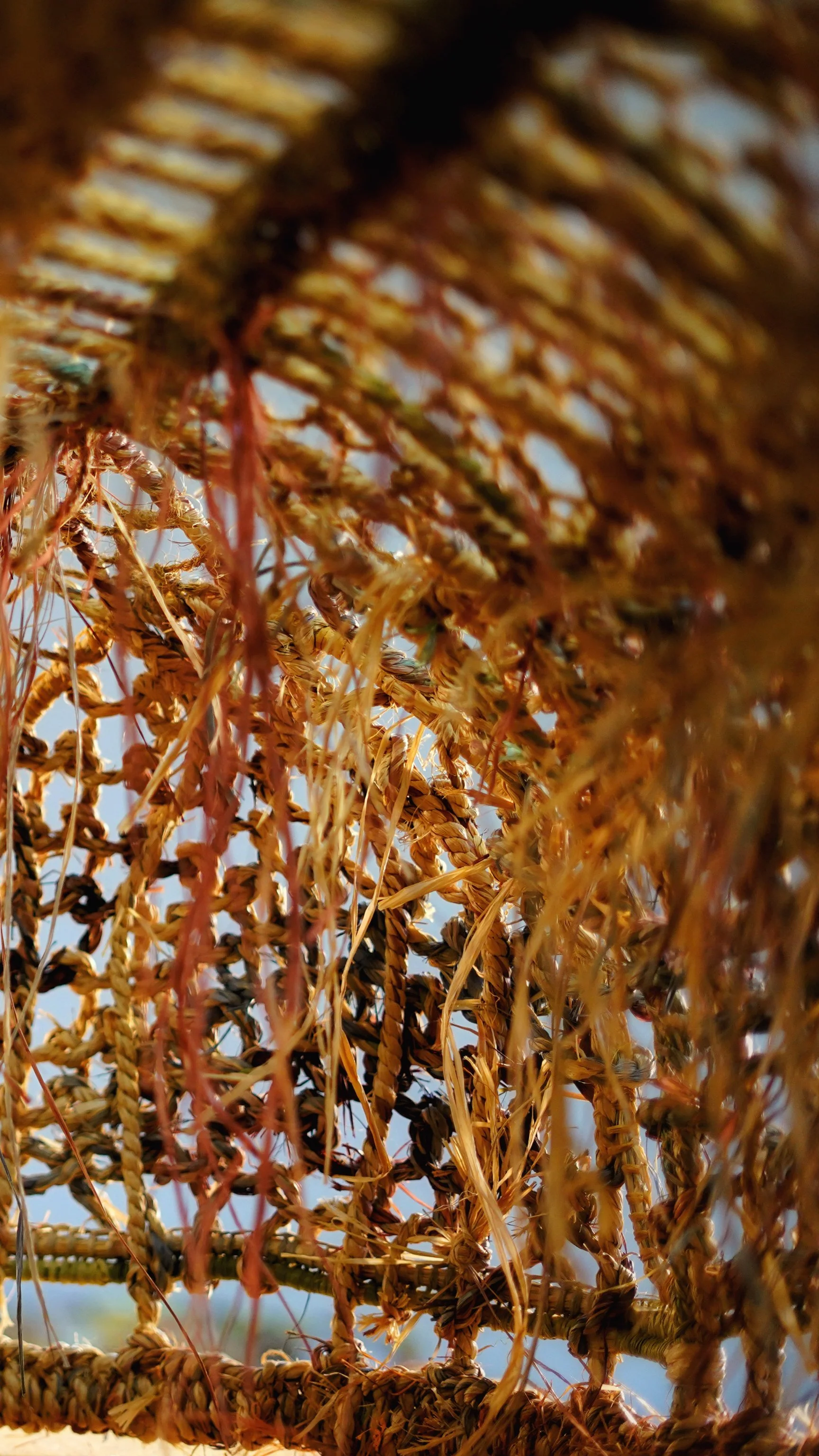 Close-up view of dried plant or vine with intertwined stems and leaves against a blue sky background.