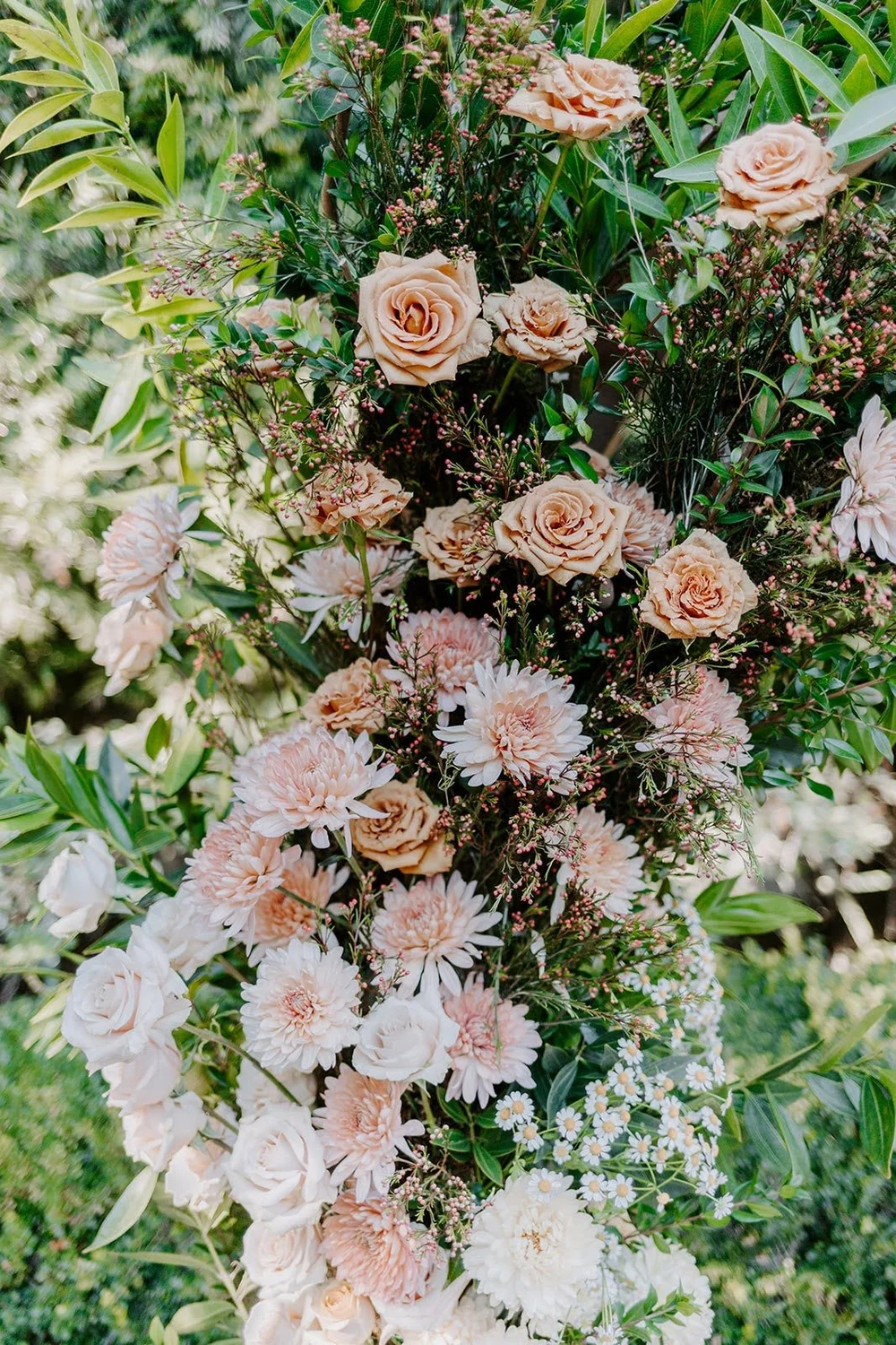 close up of flowers in a coral color