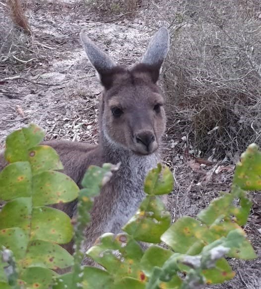 Change the Narrative: Reclaiming the Truth About Kangaroos