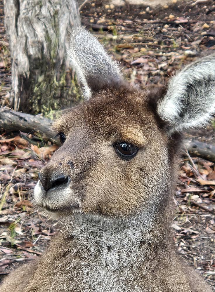 Thank You, Wildlife Carers: A Love Letter from the Wild