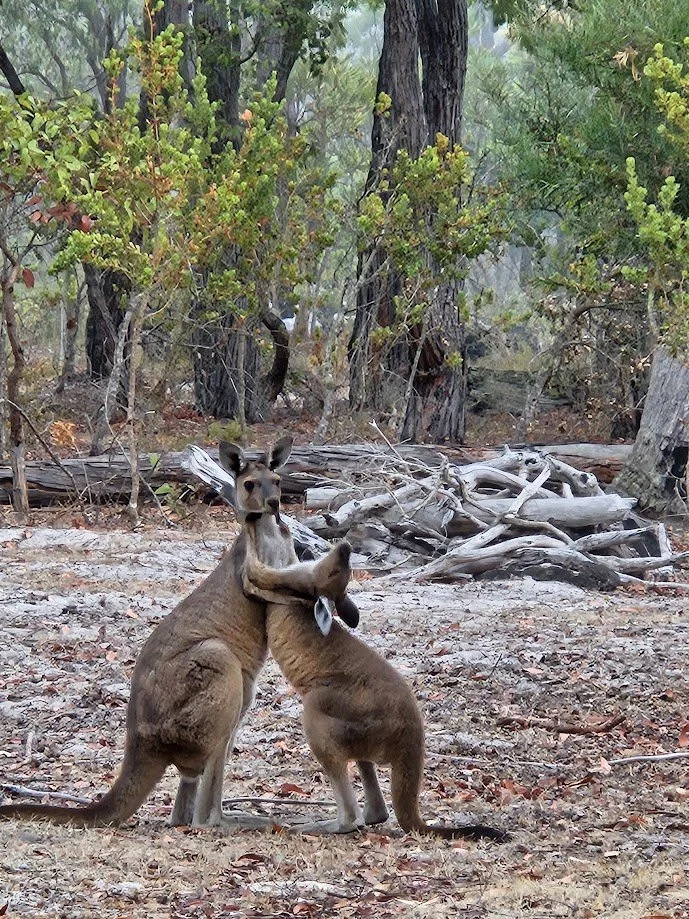 Ruby Roo and the $255 Million Mirage: Welcome to Australia,