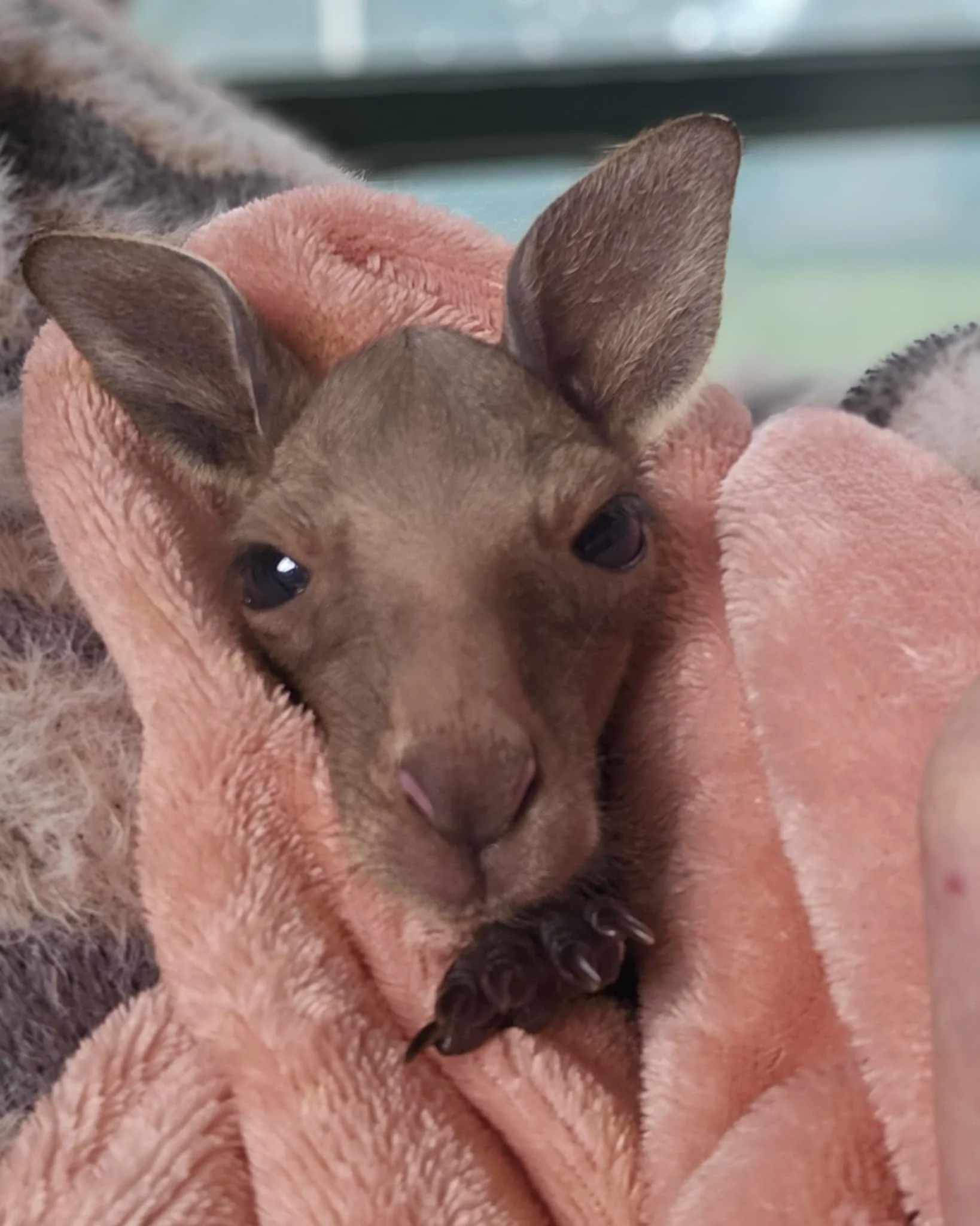When Did It Become Okay? A Reckoning for Our Kangaroos
