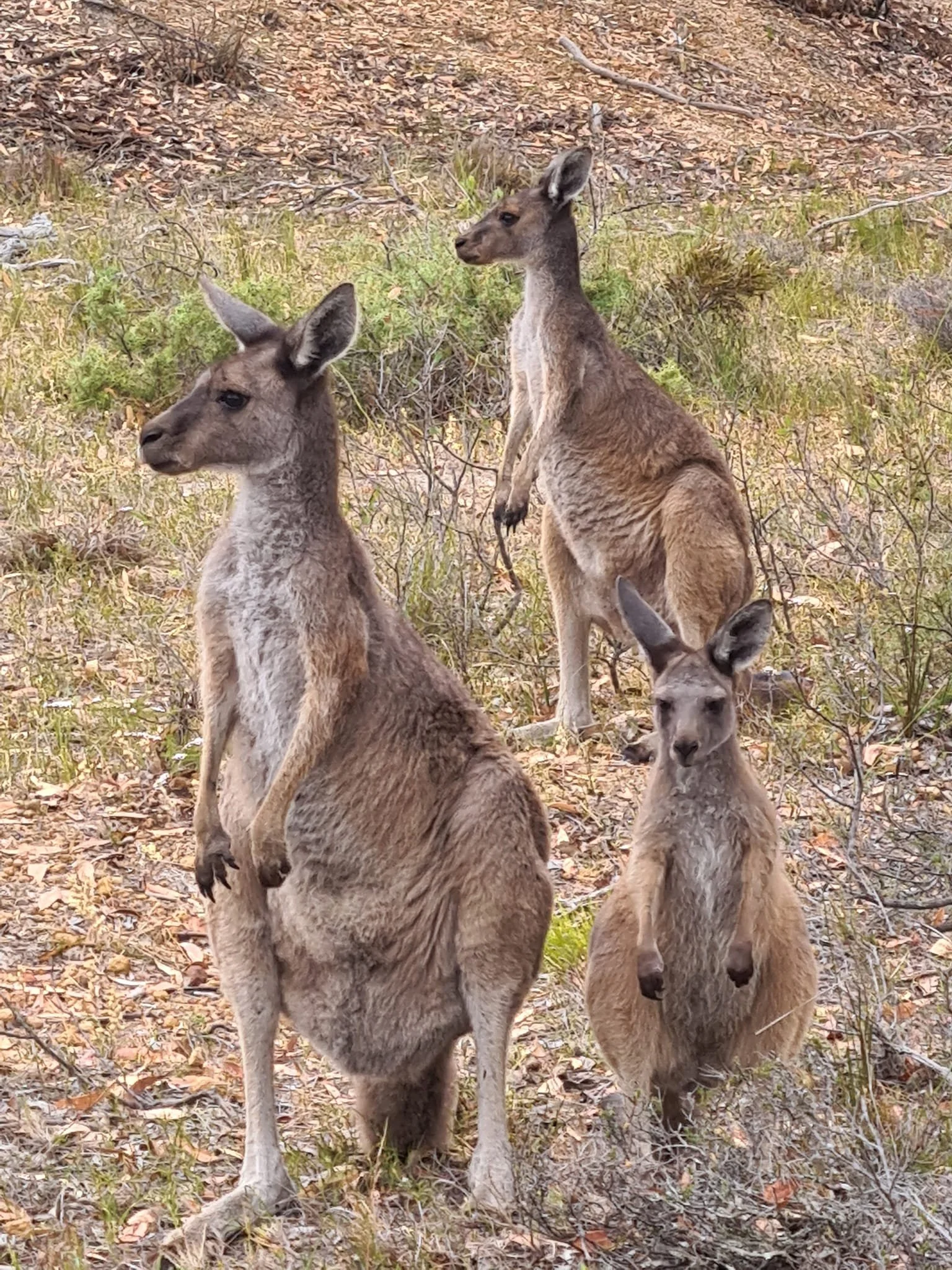 Kangaroos and the Cost of Kindness
