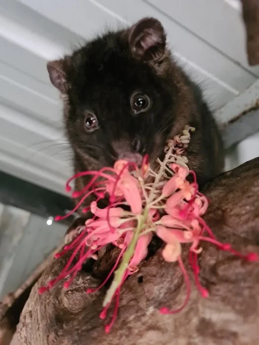 Possums in Our Care: The Quiet Complexity of Orphaned Lives