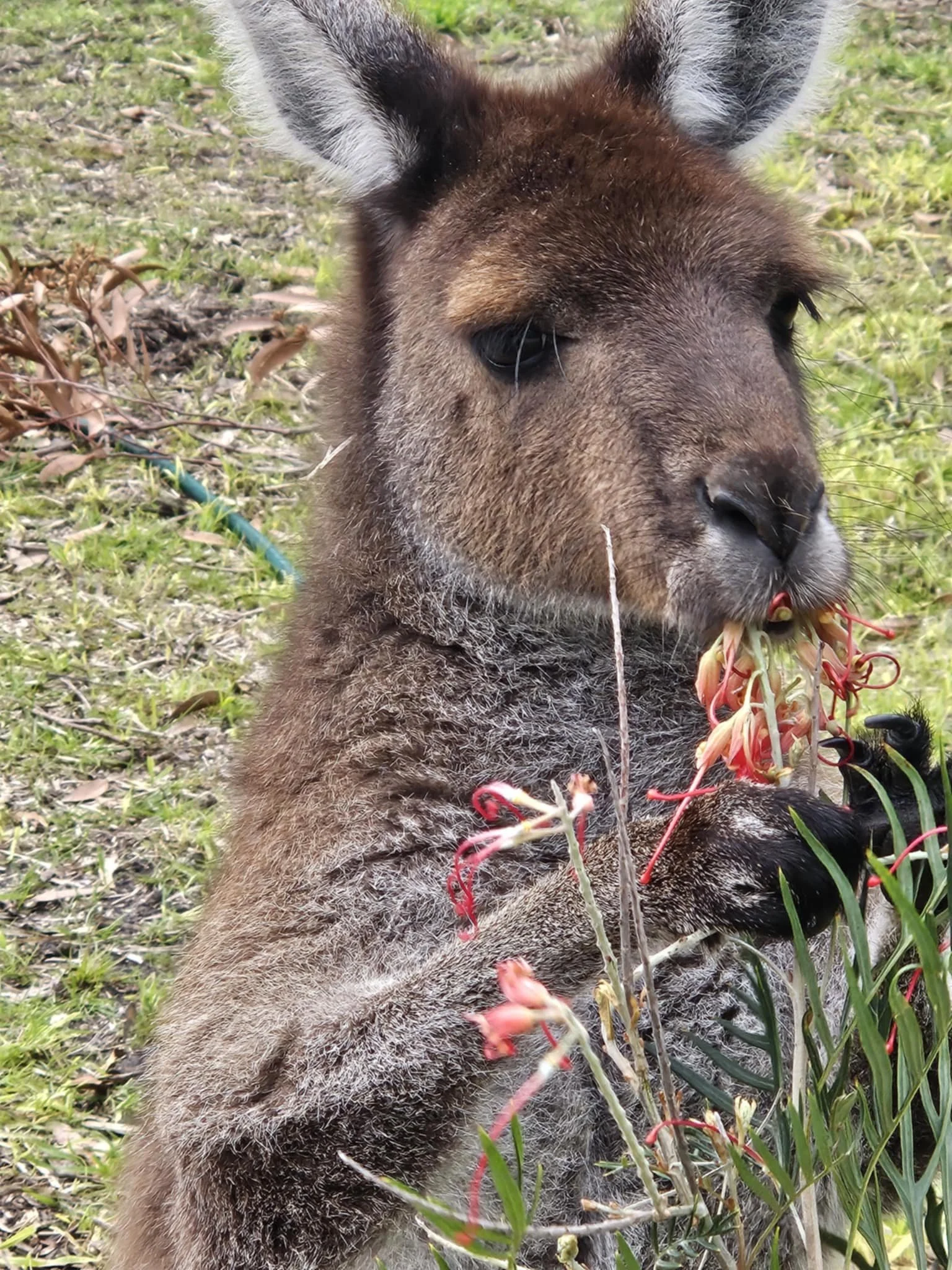 So You Want to Be a Wildlife Carer? Read This First.