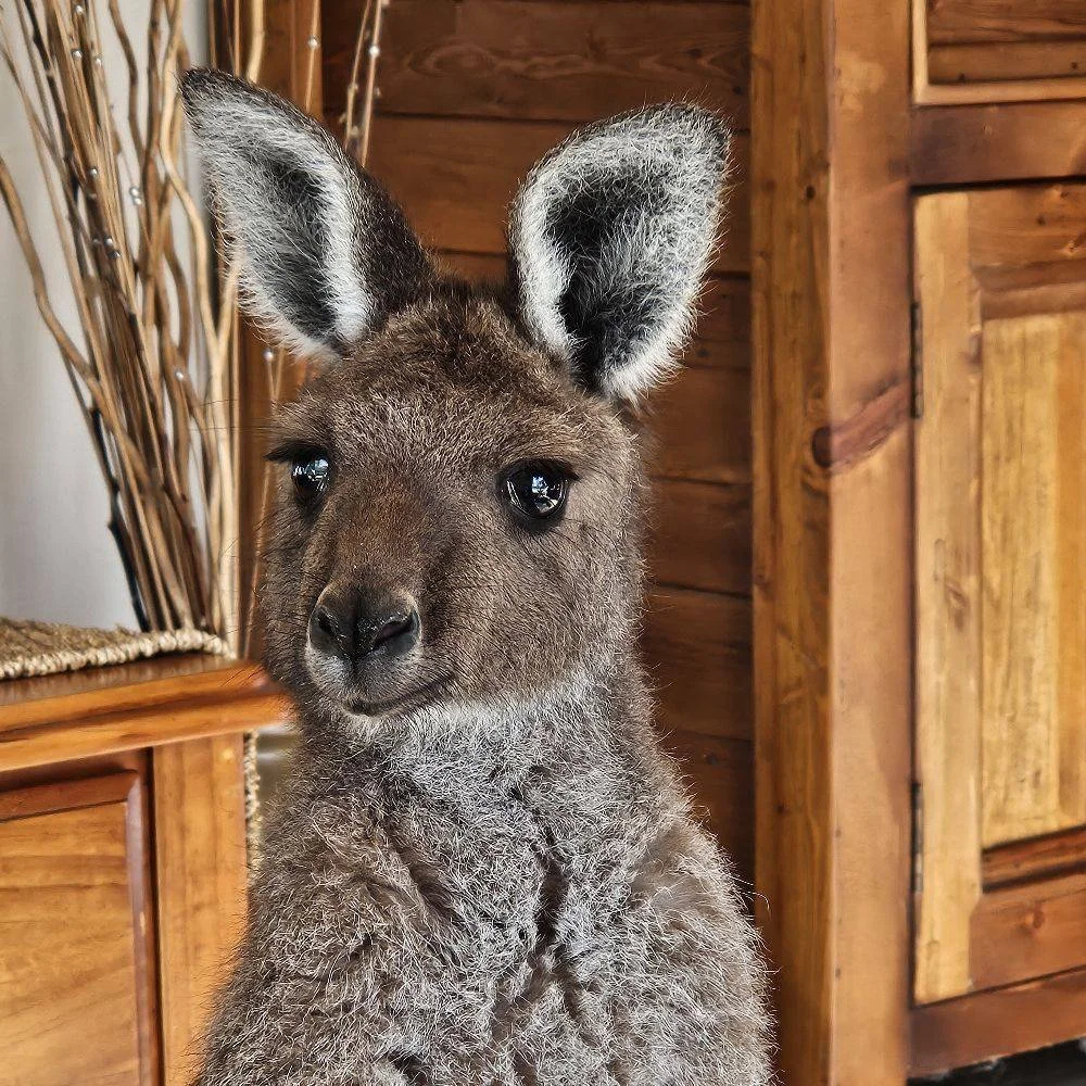 Why Don’t Vets Treat All Wildlife for Free? And Why Should They?