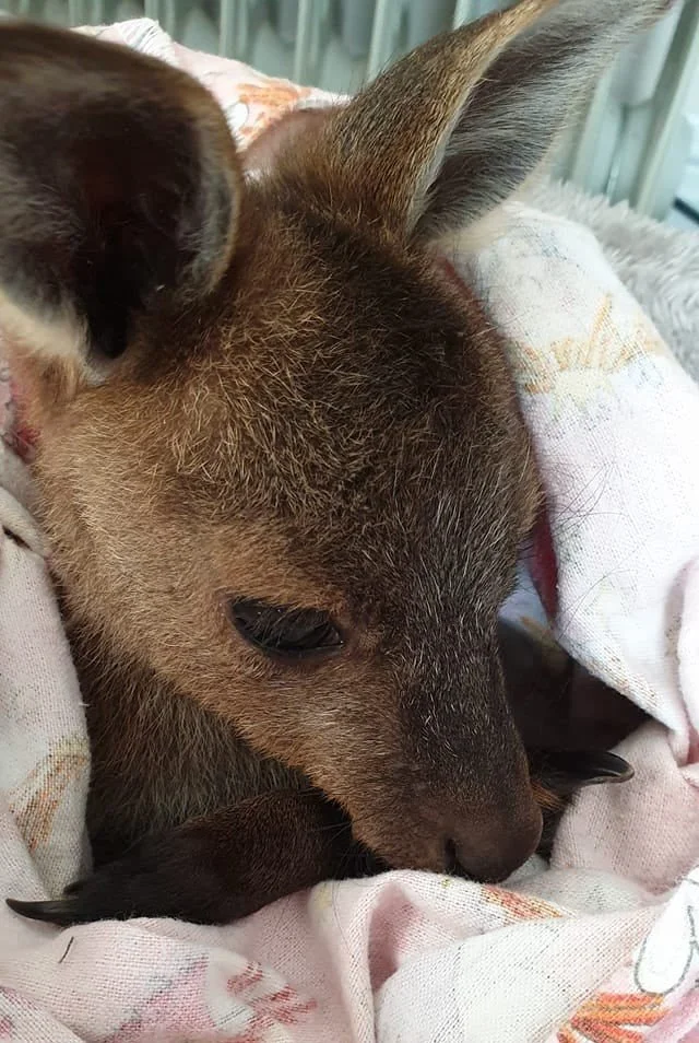 Cruelty by Neglect: Who Funds the Forgotten?