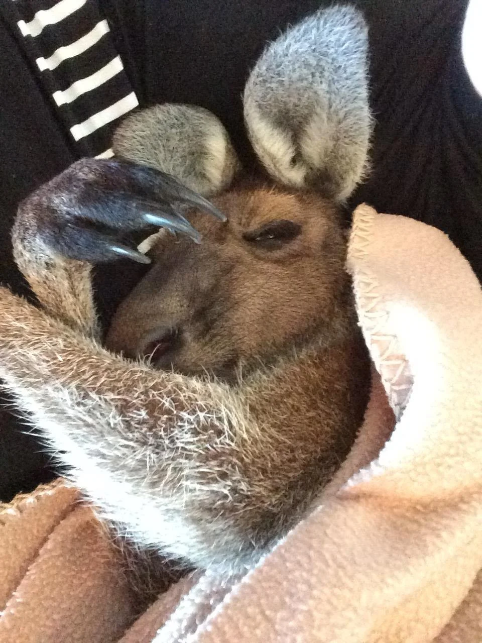 The Joy and Magic of Being a Joey Mummy