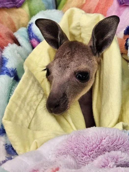 The Reality of Emergency Wildlife Rescue: A System in Crisis