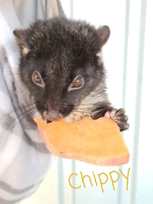 Chippy.jpg