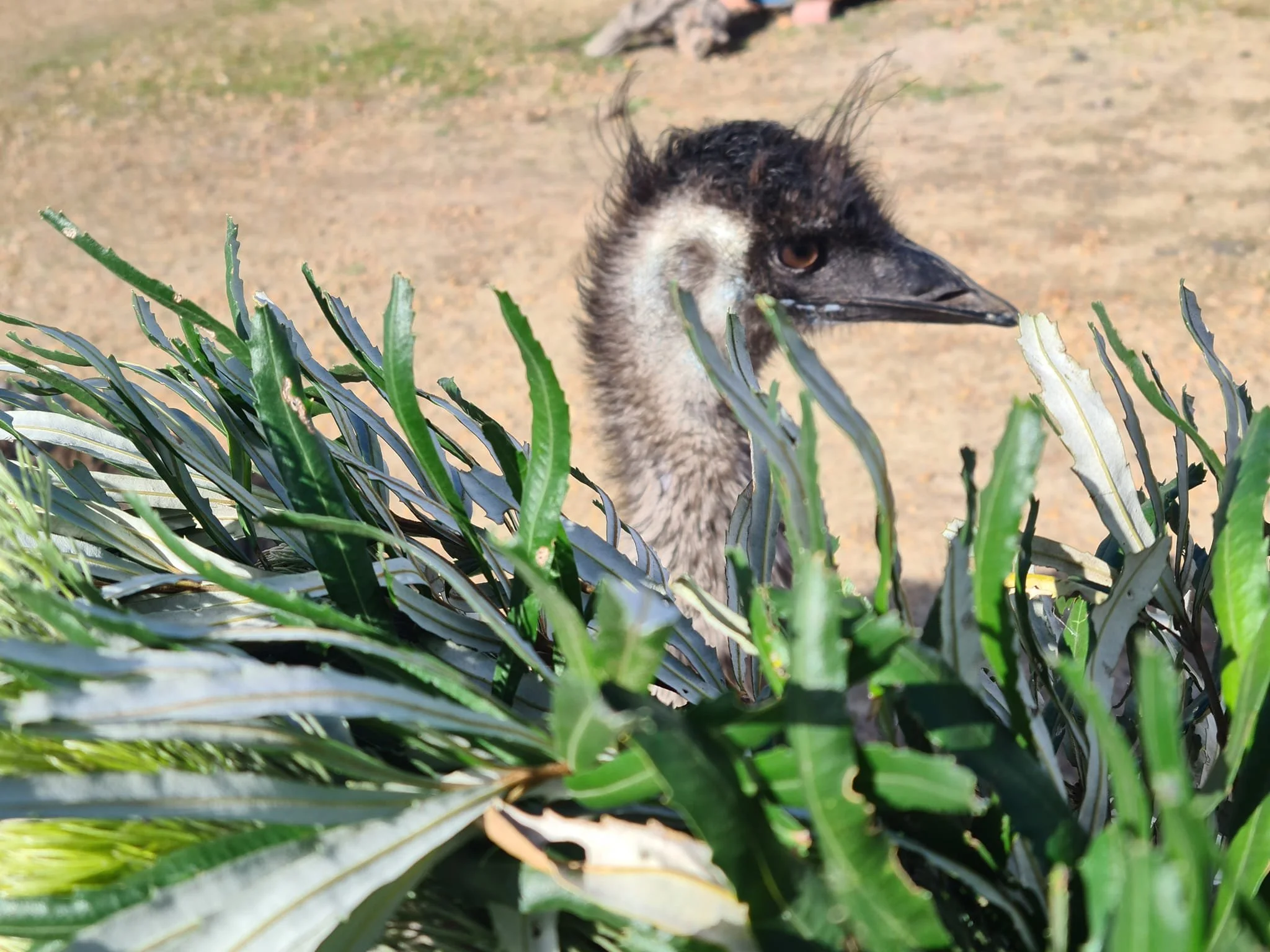 Absentee Dads, Helicopter Mums &amp; Ruthless Reptiles: Parenting Aussie‑Style