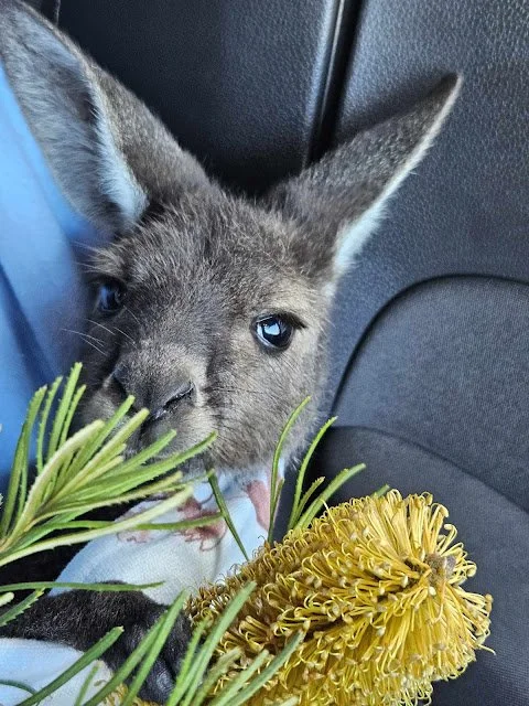 Mount Barker Wildlife Hospital