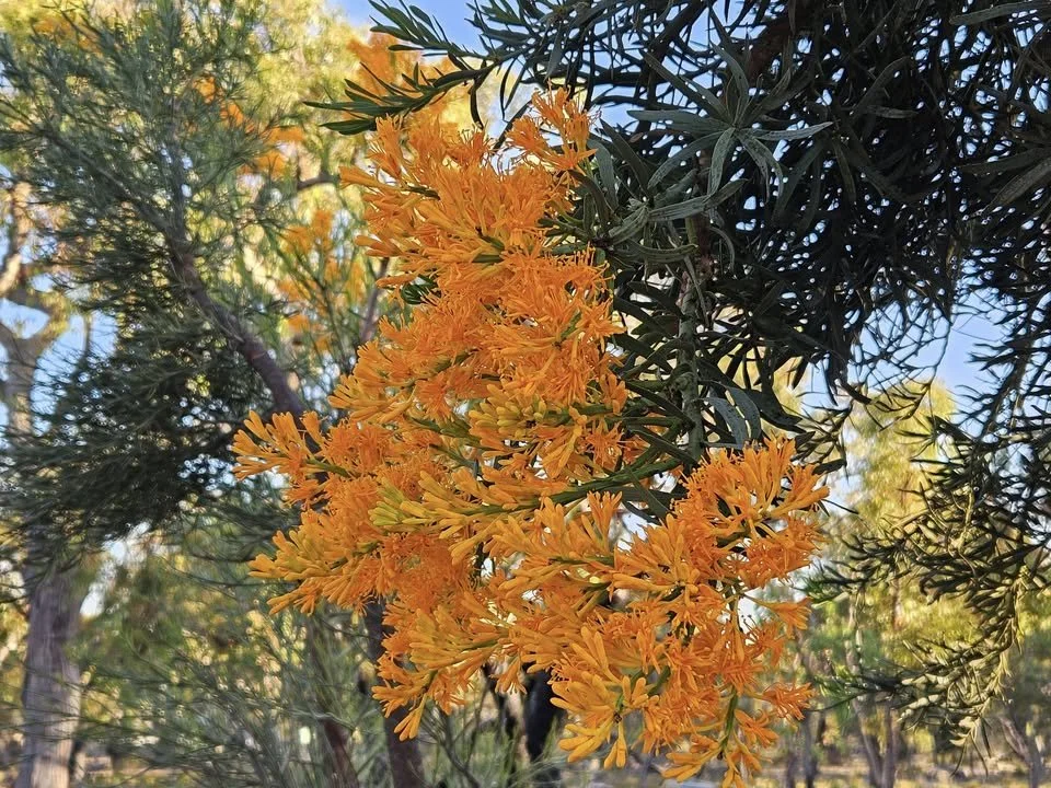The WA Christmas Tree: A Golden Icon of Our Summer Landscape