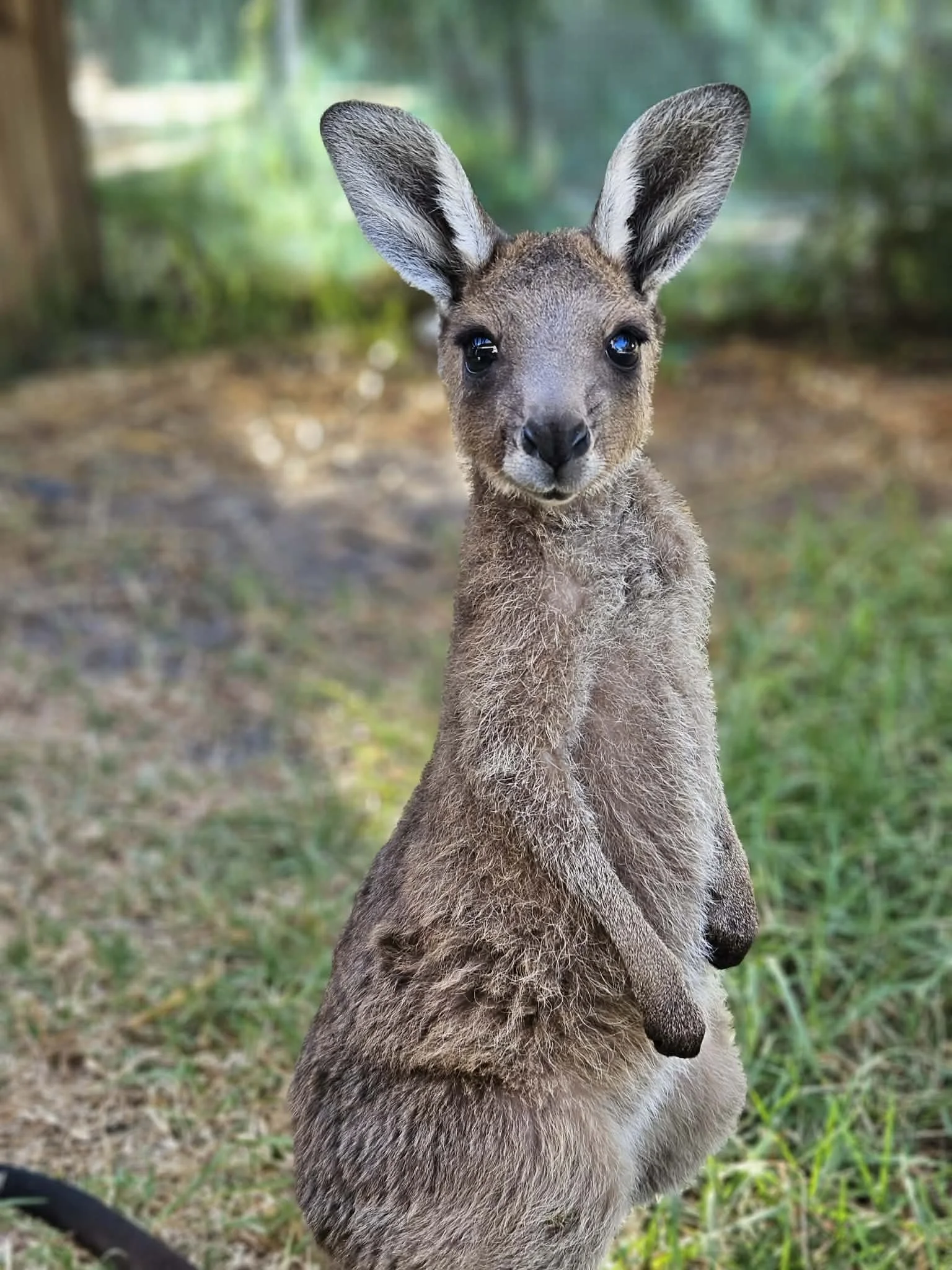 Kangaroos Are Not Feral. They Are Not Invasive. They Are Native Animals With Purpose.