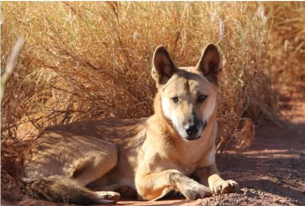 Coexisting With Wildlife