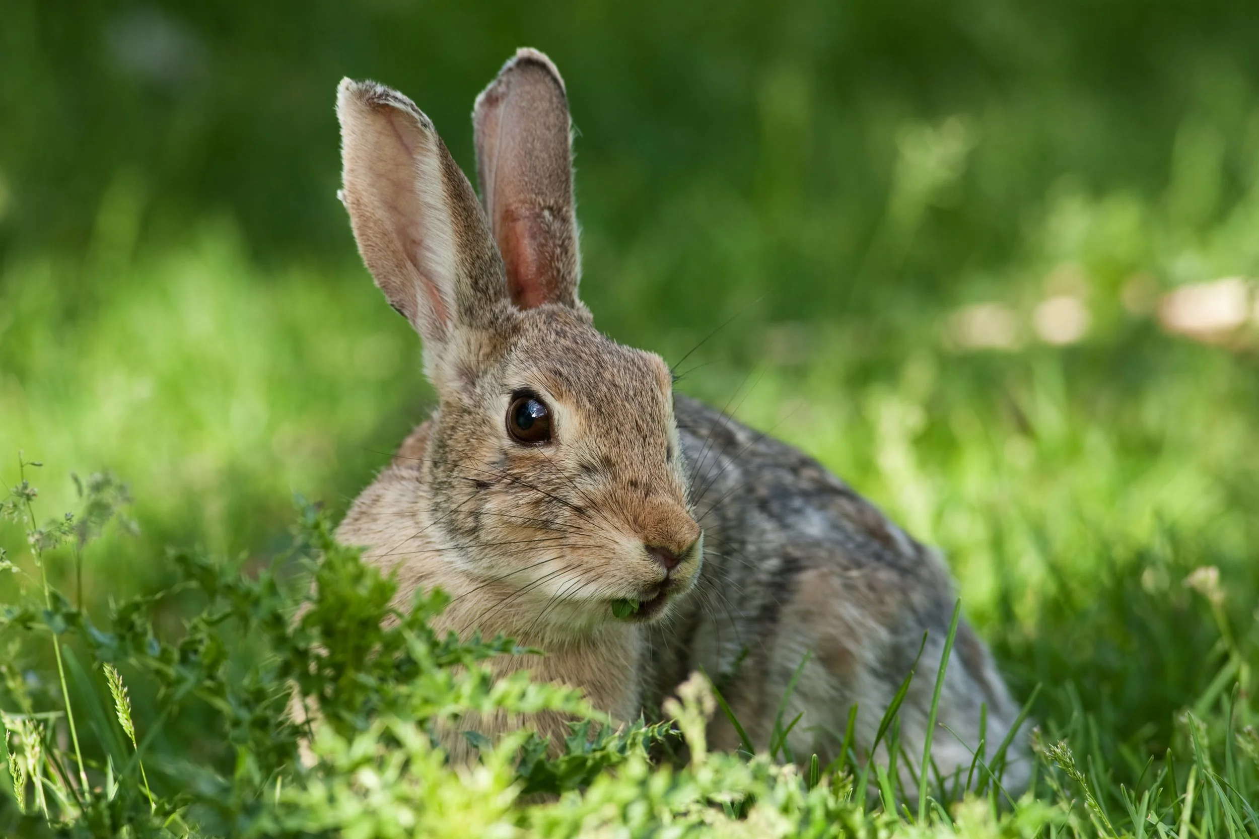The Hidden Dangers of Rabbit Bait to Our Wildlife