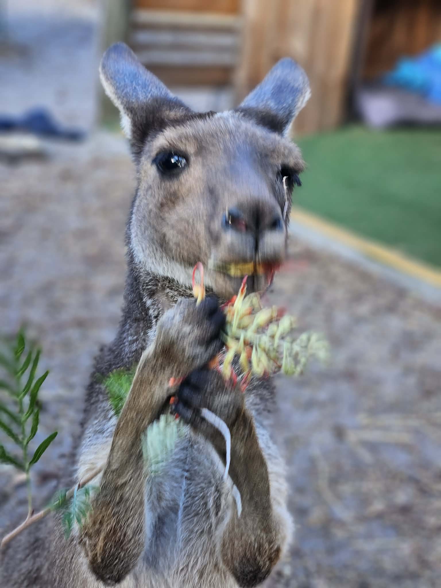 A Garden of Hope: How the FRRR ANZ Seeds of Renewal Grant Helped Transform Amaris