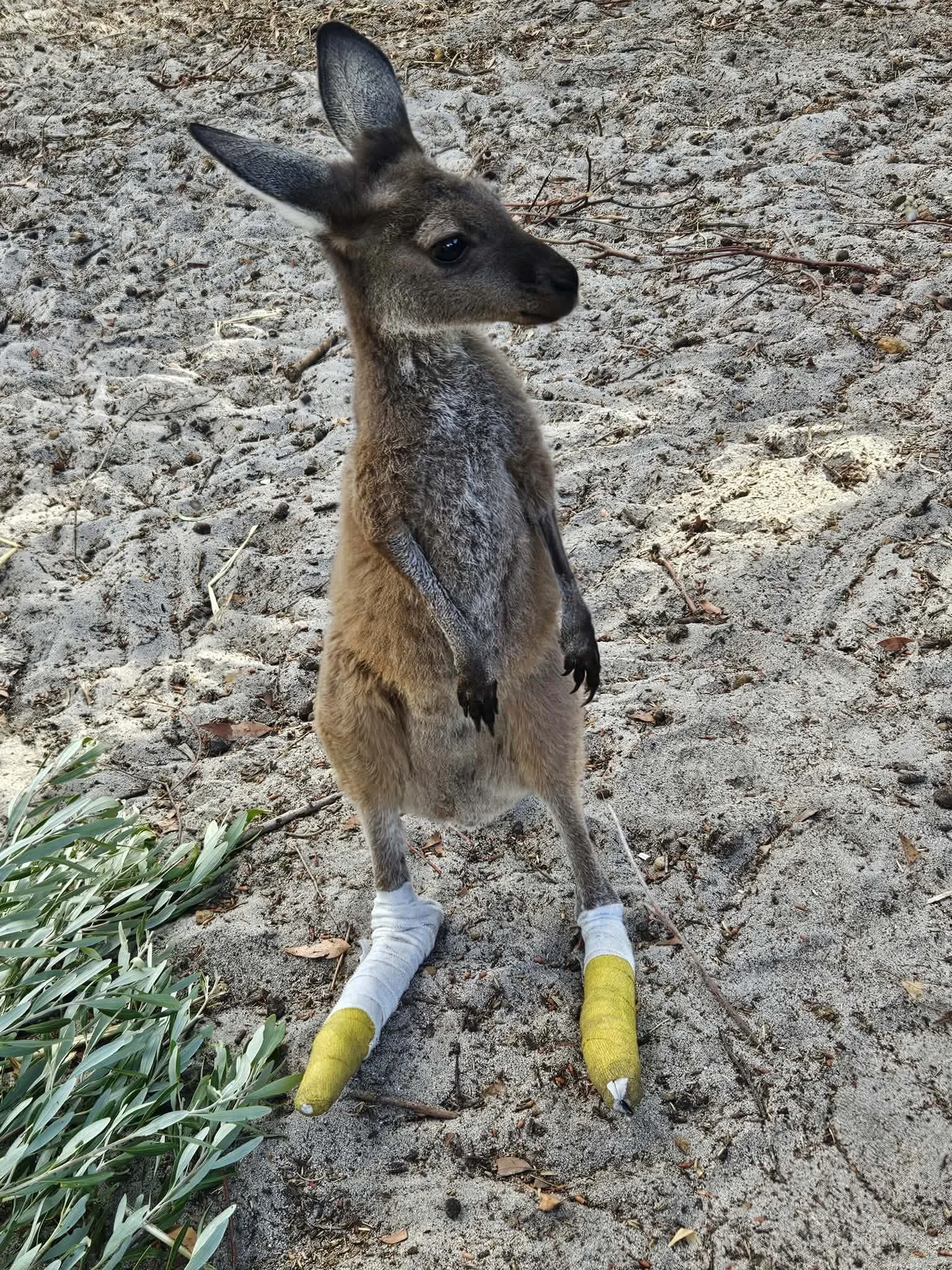 Lenah’s Story: A Medical Journey of Strength and Recovery