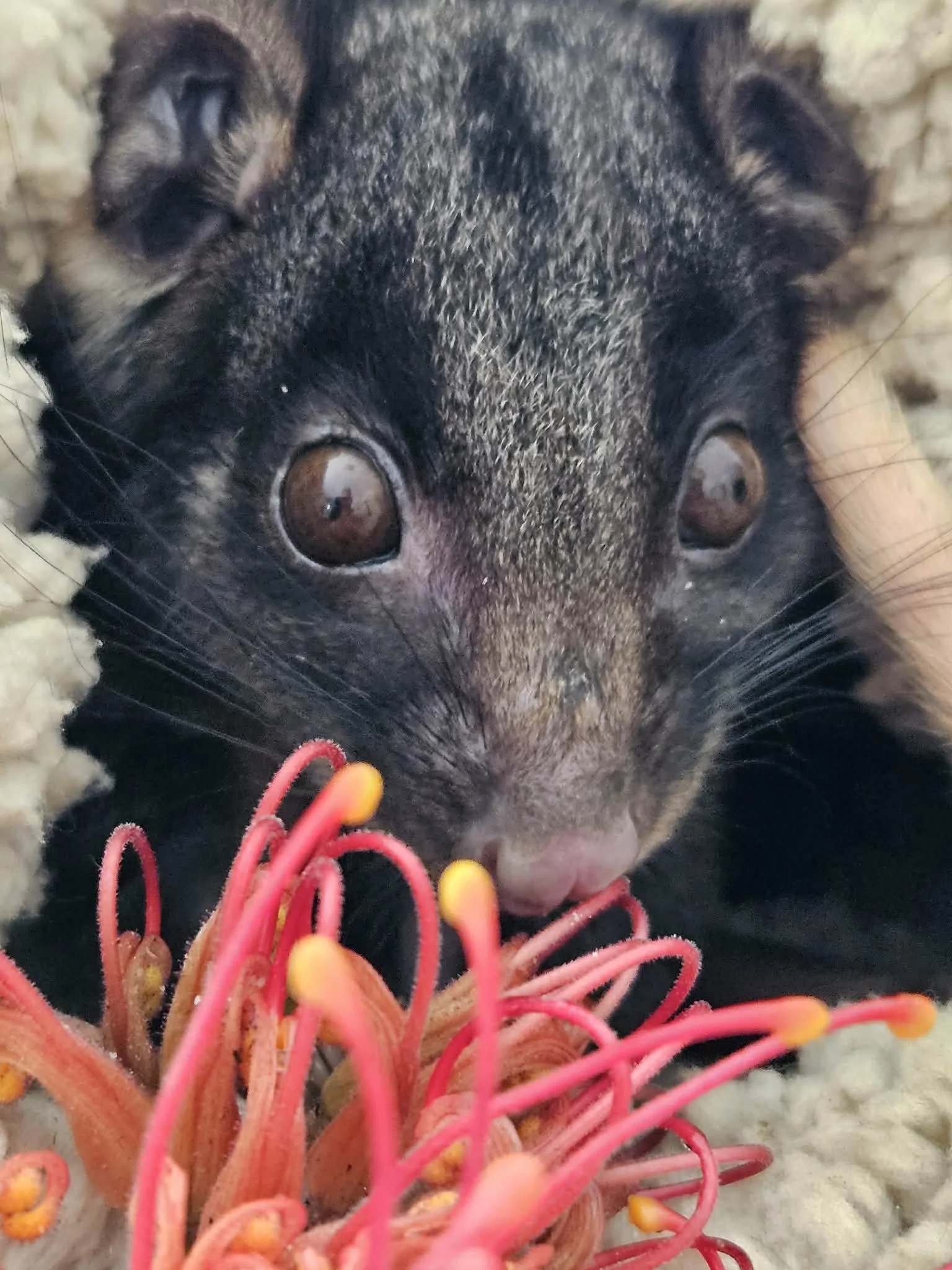 Who Really Funds Wildlife Care?