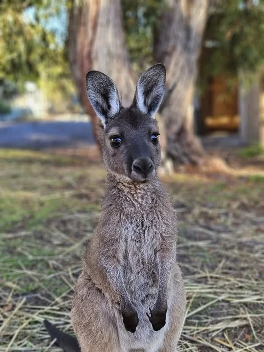 Stop “Raising” Joeys. Start Doing the Right Thing.