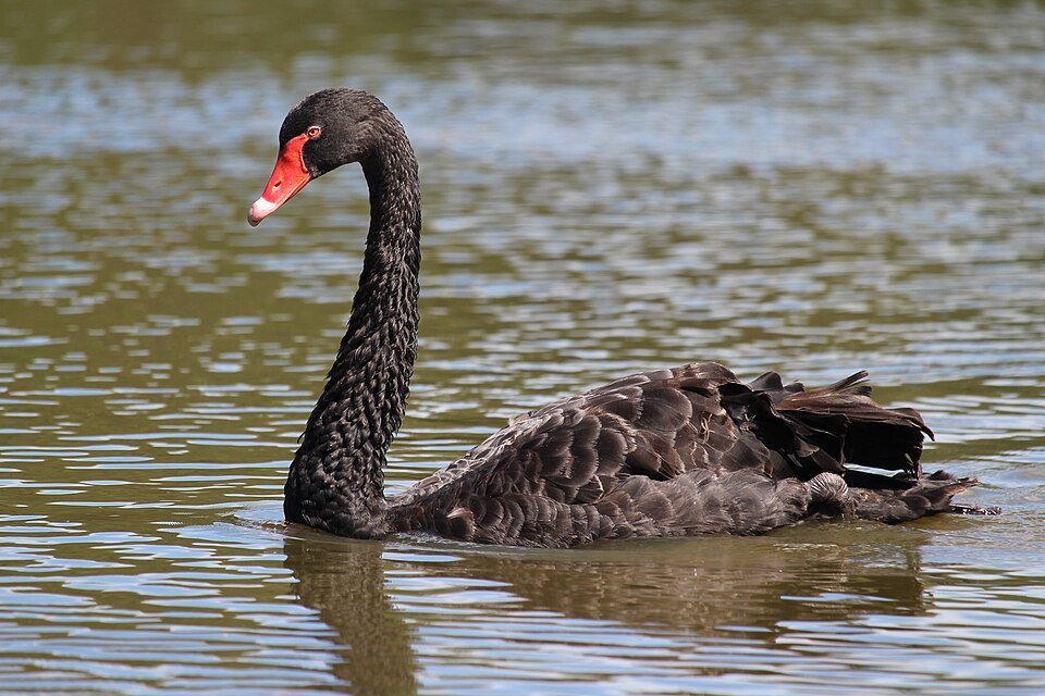 Bird Flu Has Arrived in Australia. What Does It Mean for Wildlife?