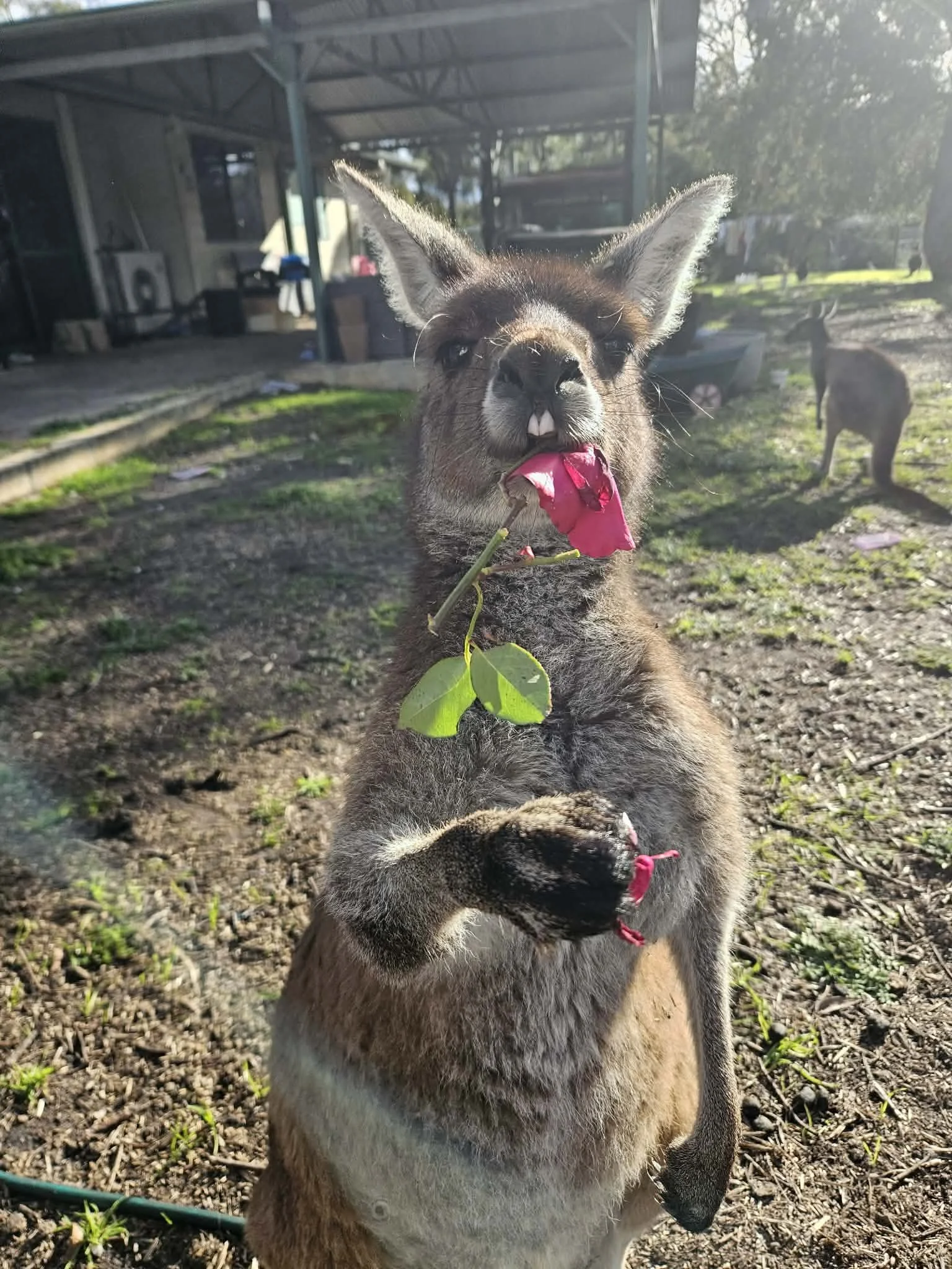 Is This What Our Kangaroos Are Worth Now?