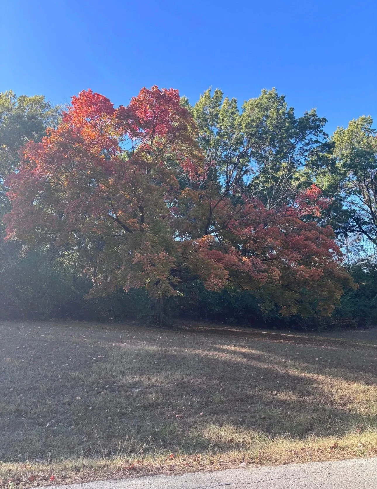 WhatsApp Image 2026-03-23 at 7.31.42 PM (6).jpeg