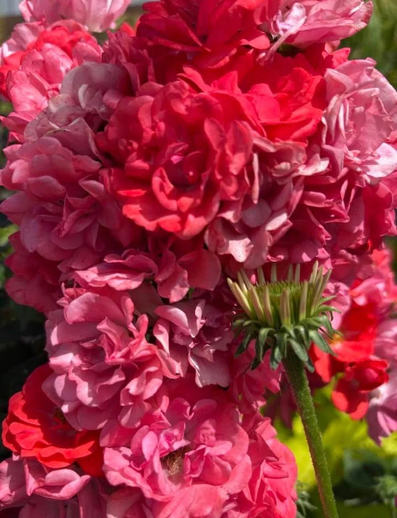 WhatsApp Image 2026-03-23 at 7.31.41 PM (1).jpeg