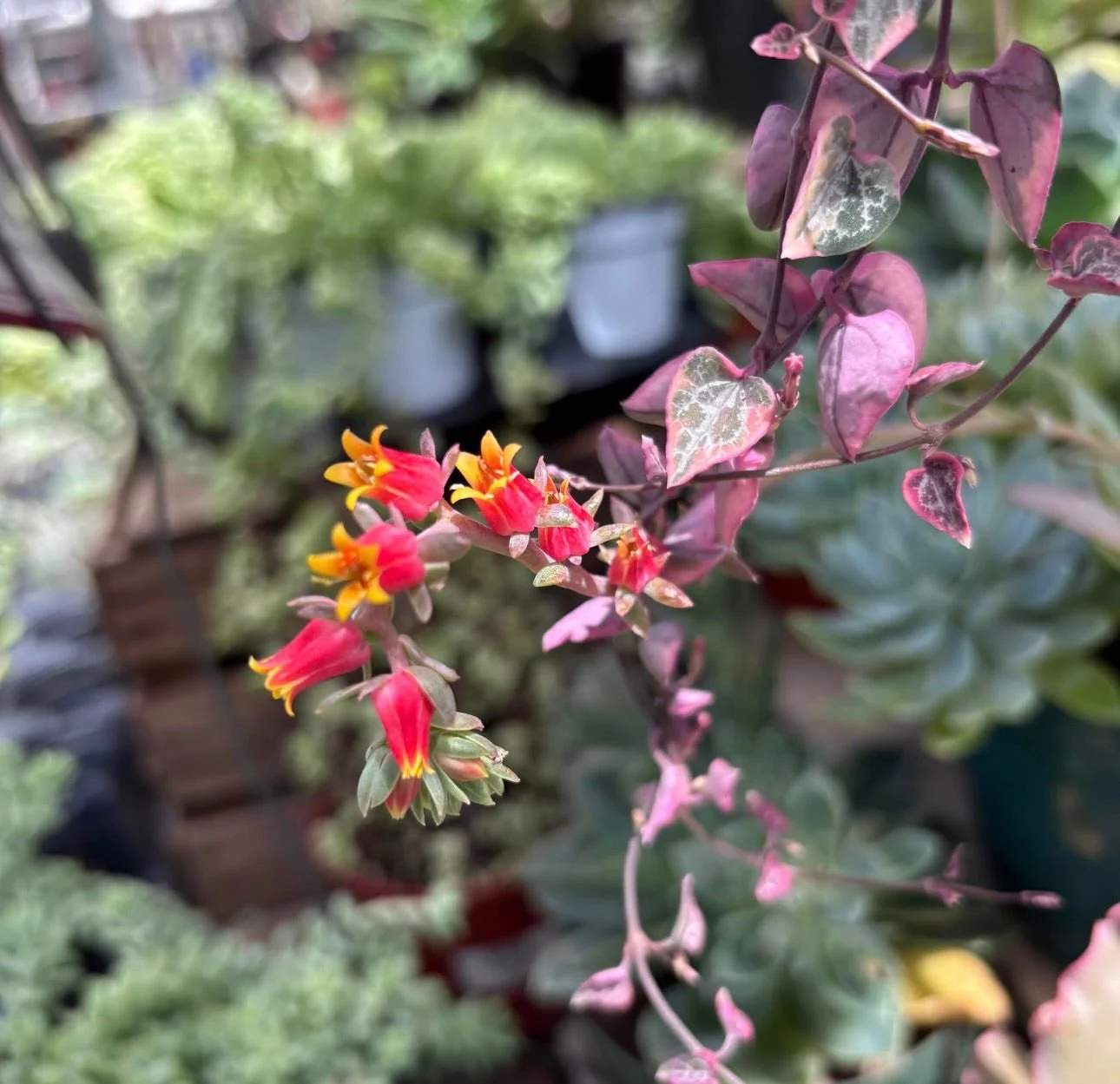 WhatsApp Image 2026-03-23 at 7.31.42 PM (7).jpeg