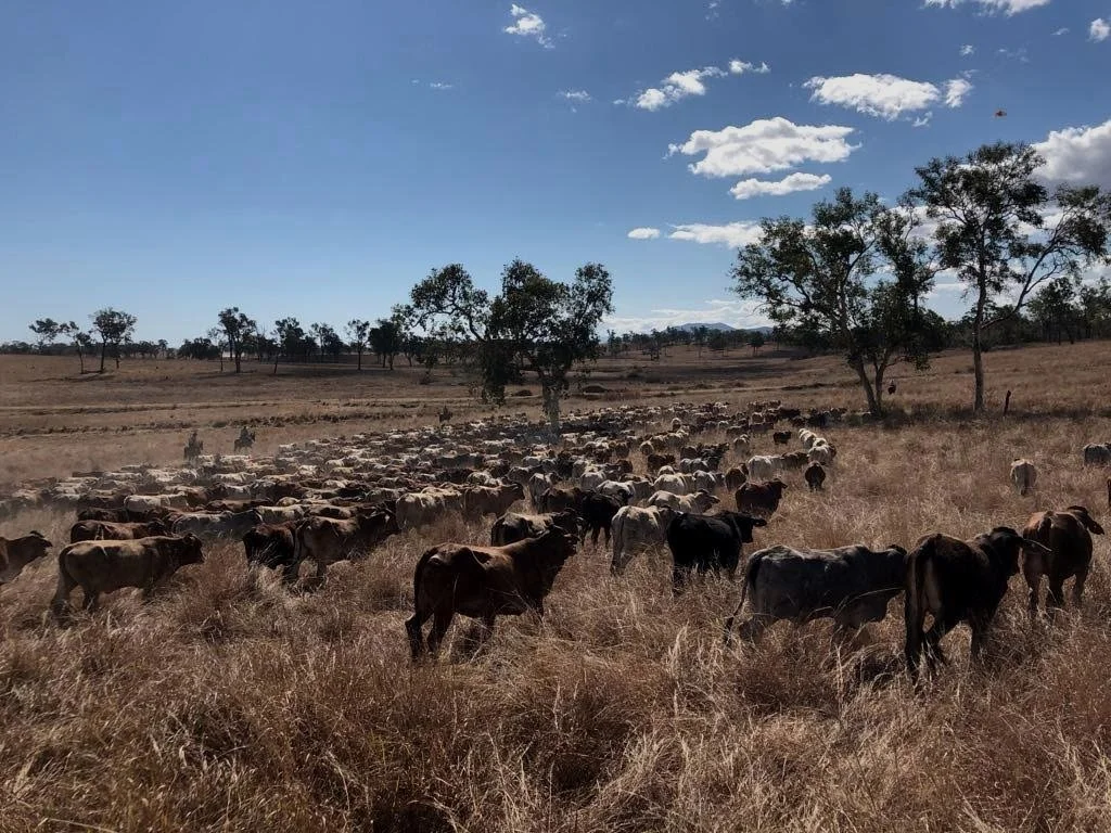 Why Your Herd Should Be Part of the Genomics Revolution