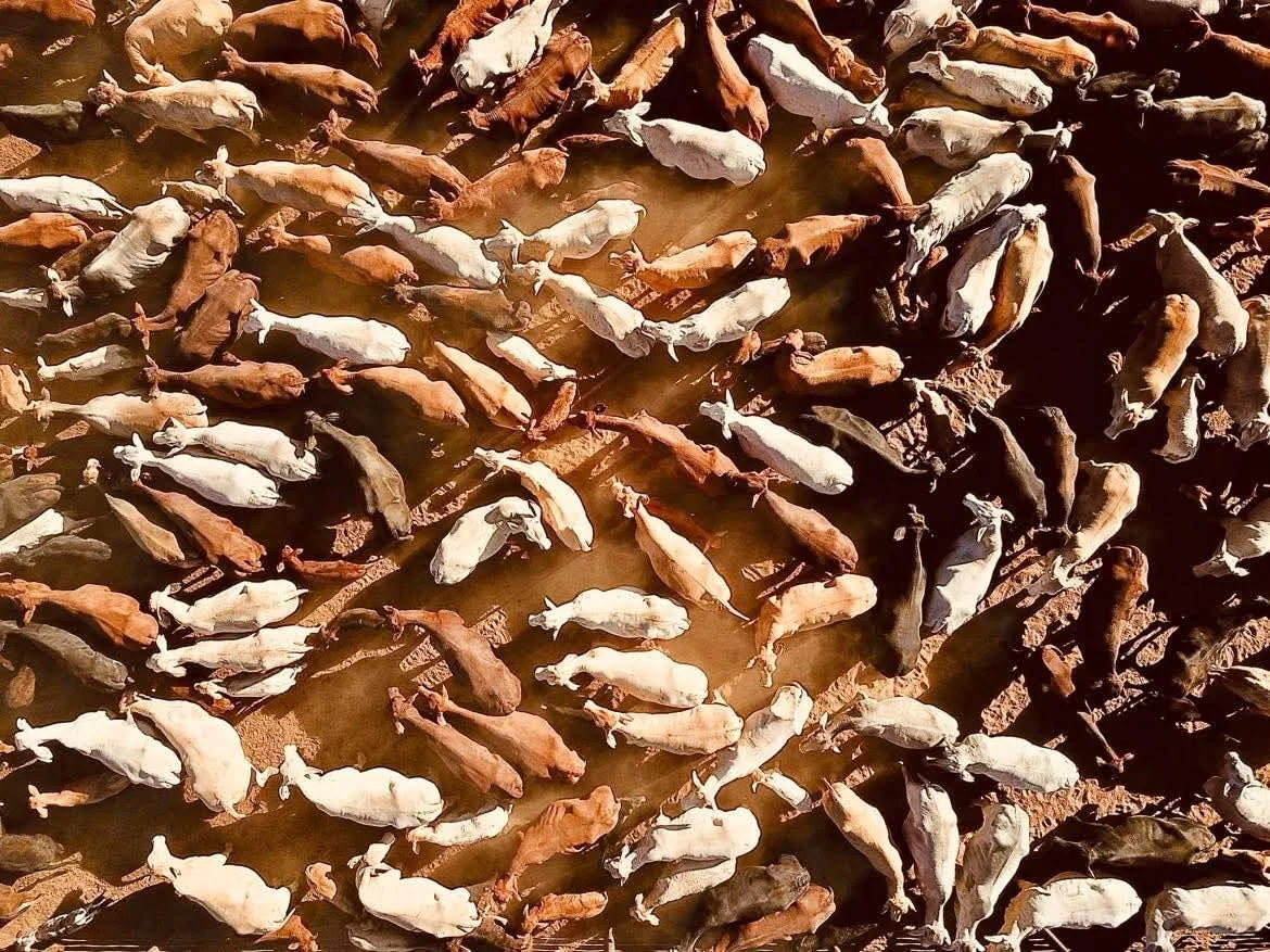 Contributing to Base Pair Genomics' Reference Population: What's Required