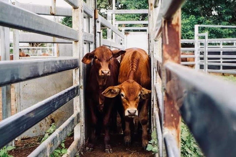 Your Data, Your Future: Why Beef Producers Must Own Their Genomic Information