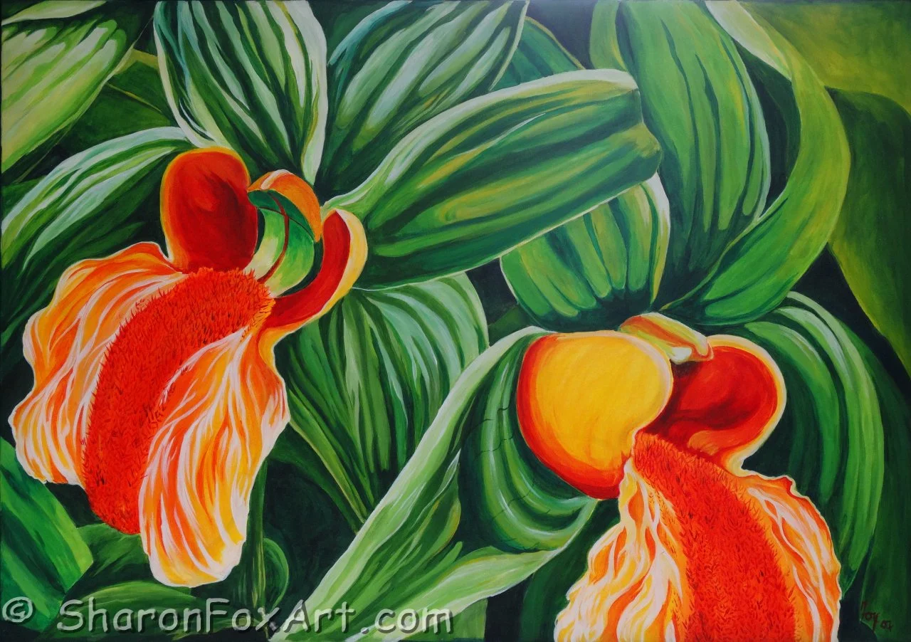 Grace Orchid