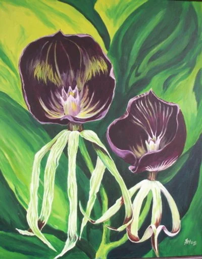Glory, Endemic Jamaican Orchid