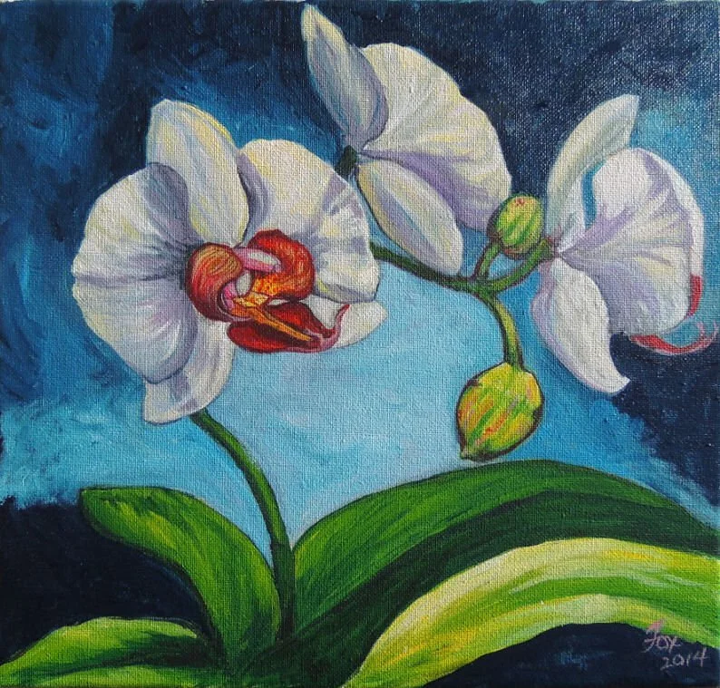 White Phalaenopsis Orchid Paintings