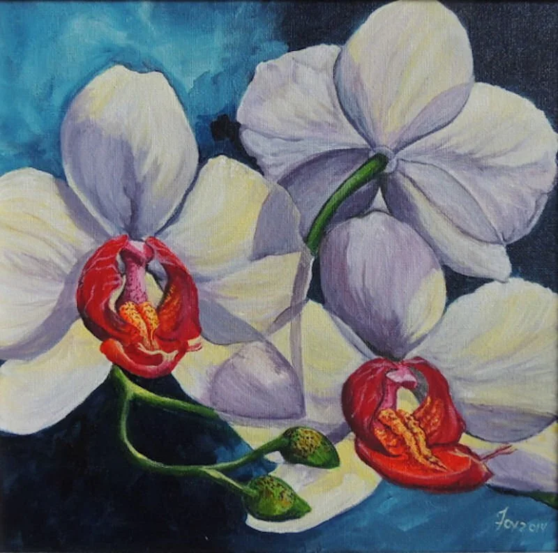 phalaenopsis-orchid-1.jpg