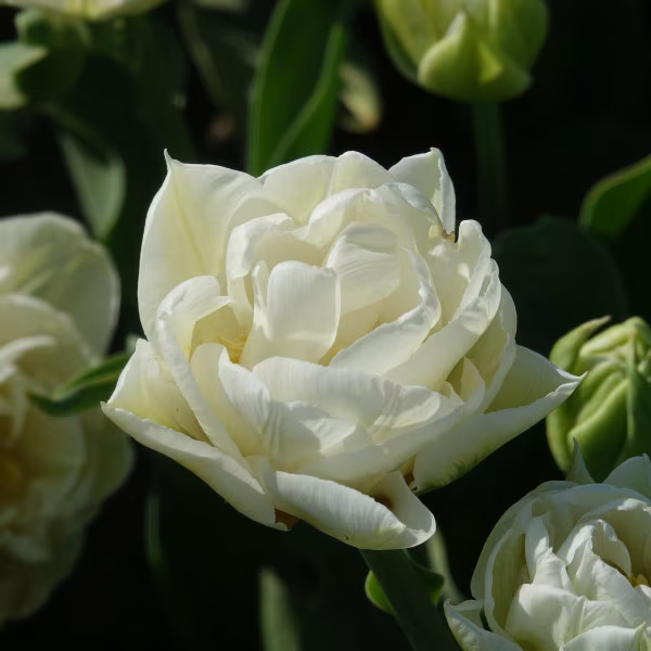 IMG_0703.png