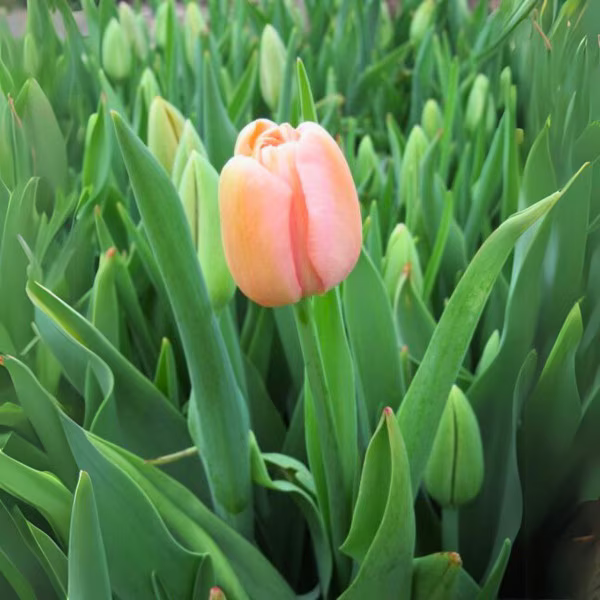 IMG_0700.png