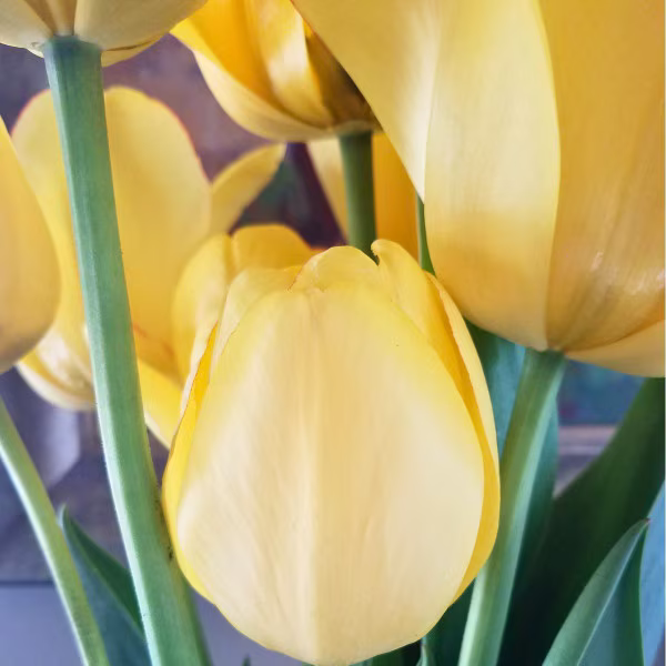 IMG_0706.png